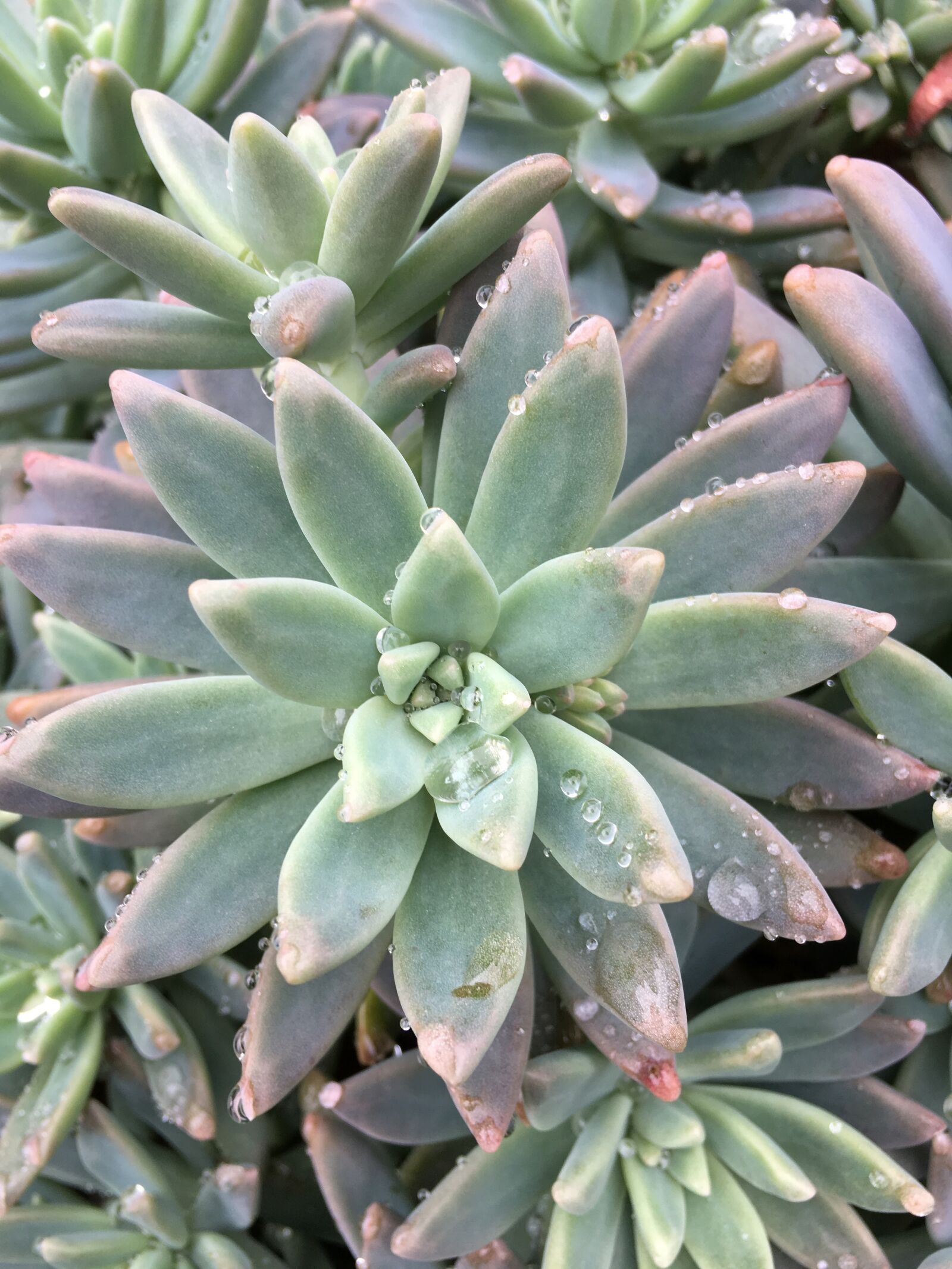 iPhone 6s back camera 4.15mm f/2.2 sample photo. Cactus, wet, plant photography