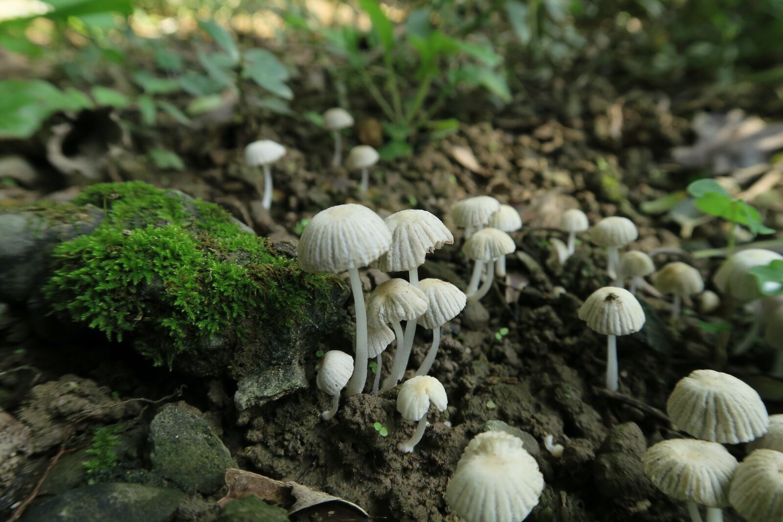 Canon PowerShot G7 X sample photo. Nature, fungus, mushroom wild photography