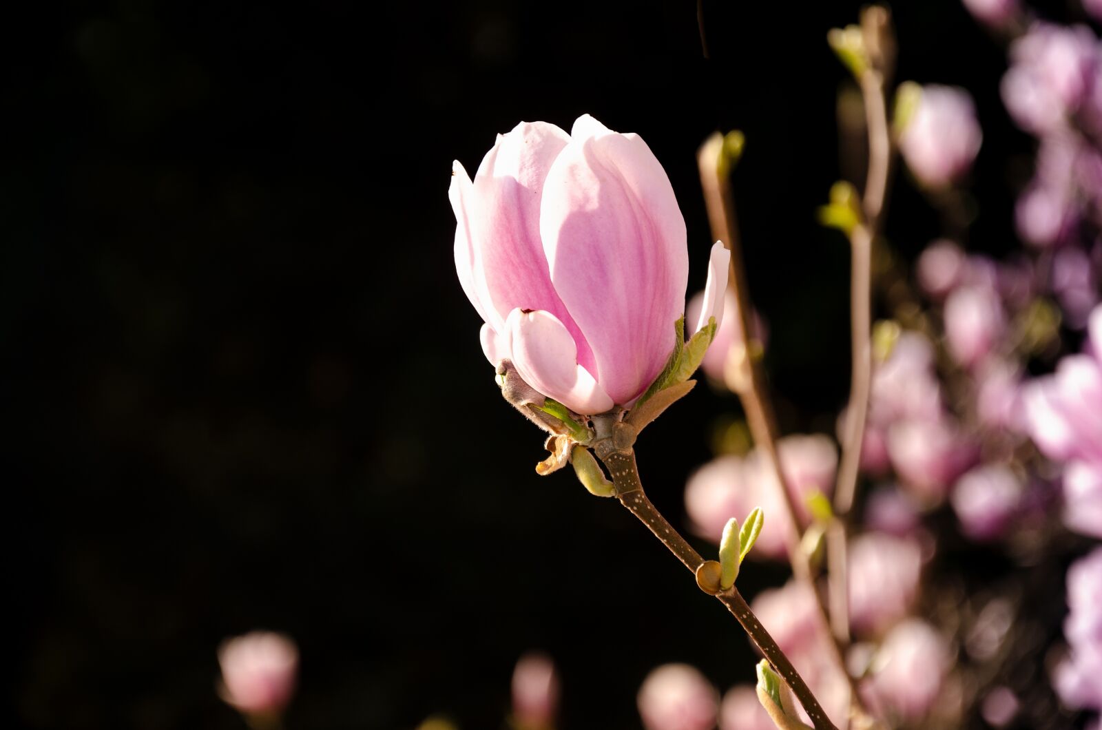 Nikon D5100 sample photo. Magnolia, the beginning of photography