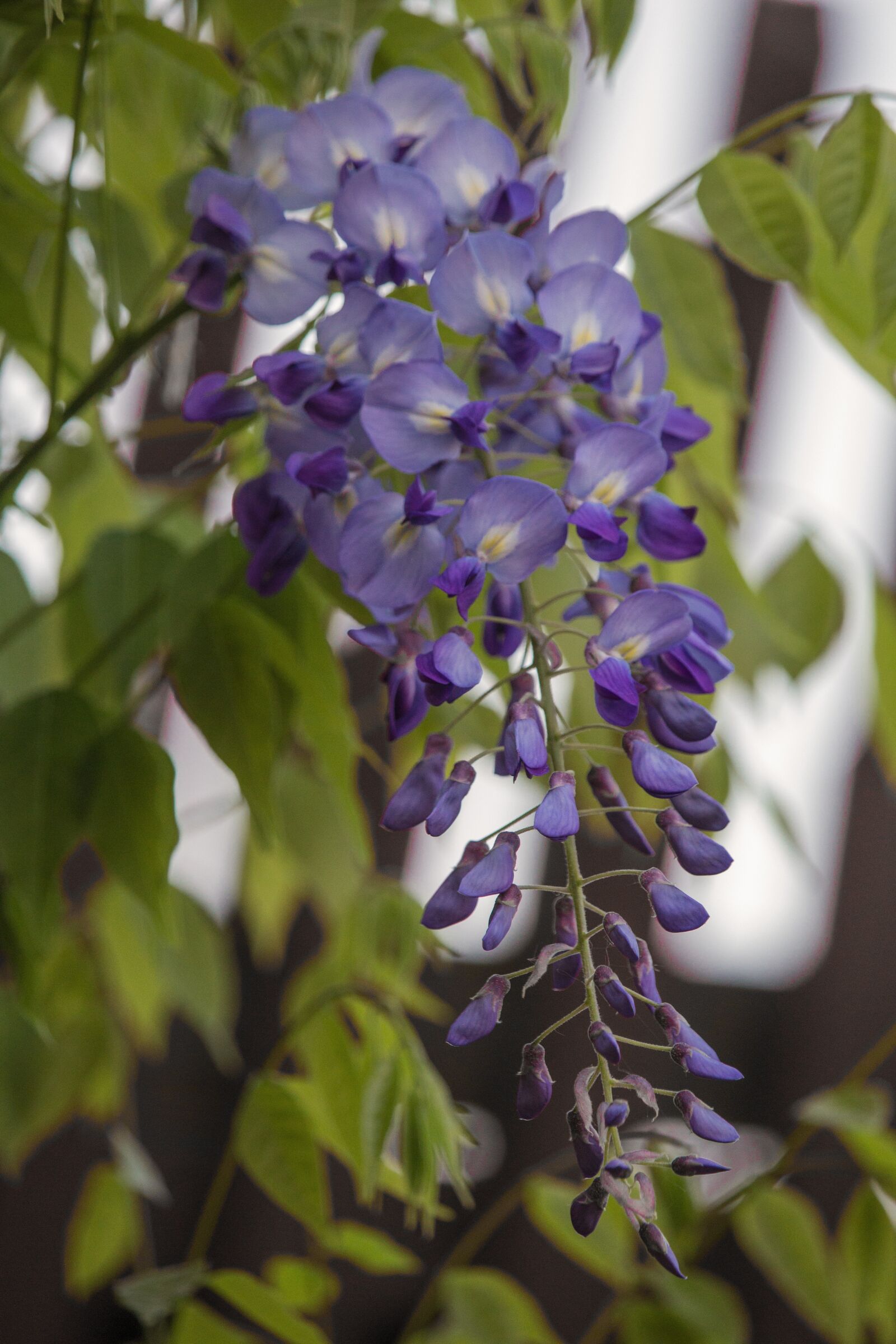 Canon EF-S 55-250mm F4-5.6 IS STM sample photo. Blue rain, blossom, bloom photography