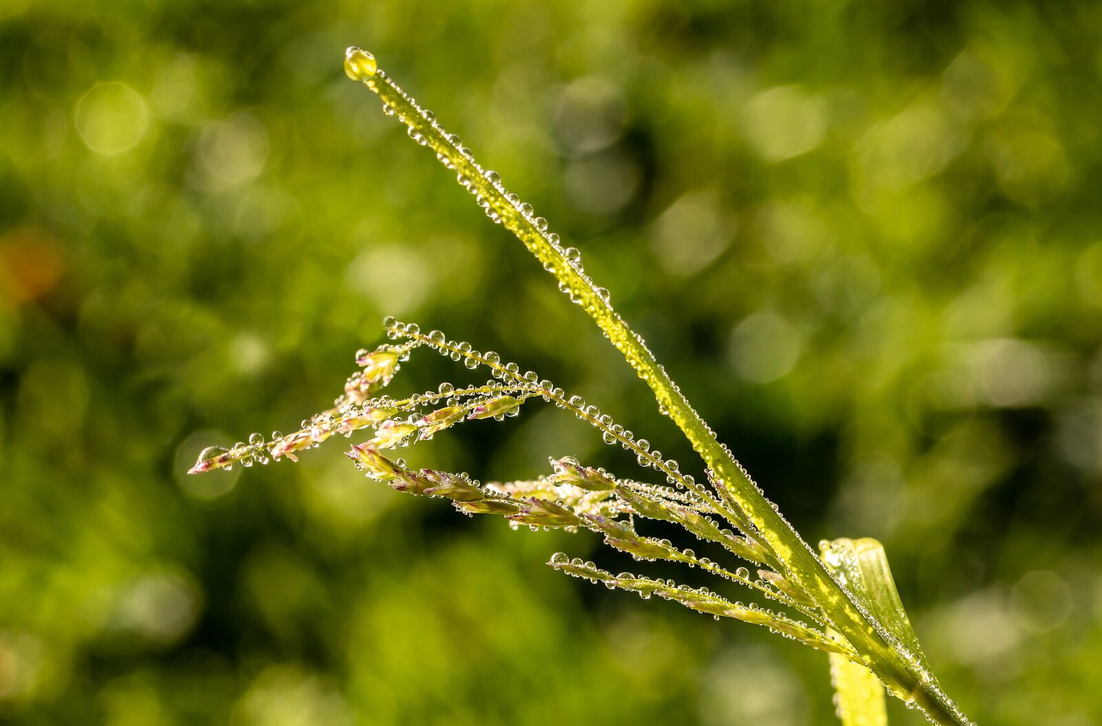 Canon EOS 750D (EOS Rebel T6i / EOS Kiss X8i) sample photo. Raindrop, dewdrop, blade of photography