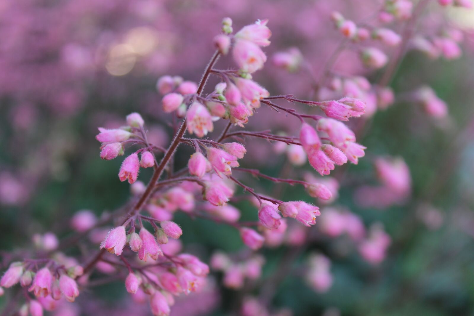 Canon EOS 1100D (EOS Rebel T3 / EOS Kiss X50) sample photo. Bloom, spring, blossom photography