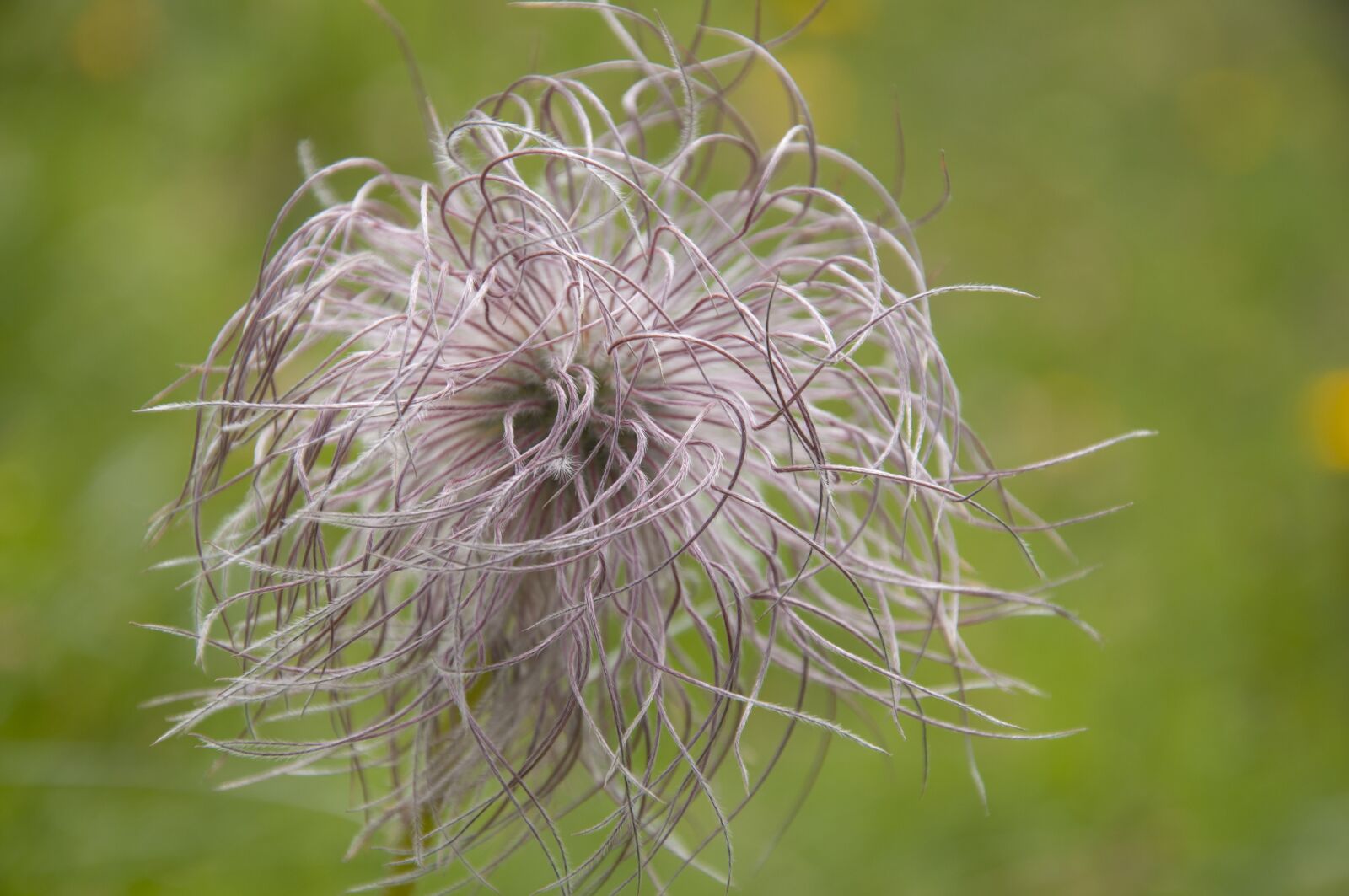 Nikon D90 sample photo. Pasqueflower, nature mountain flower photography