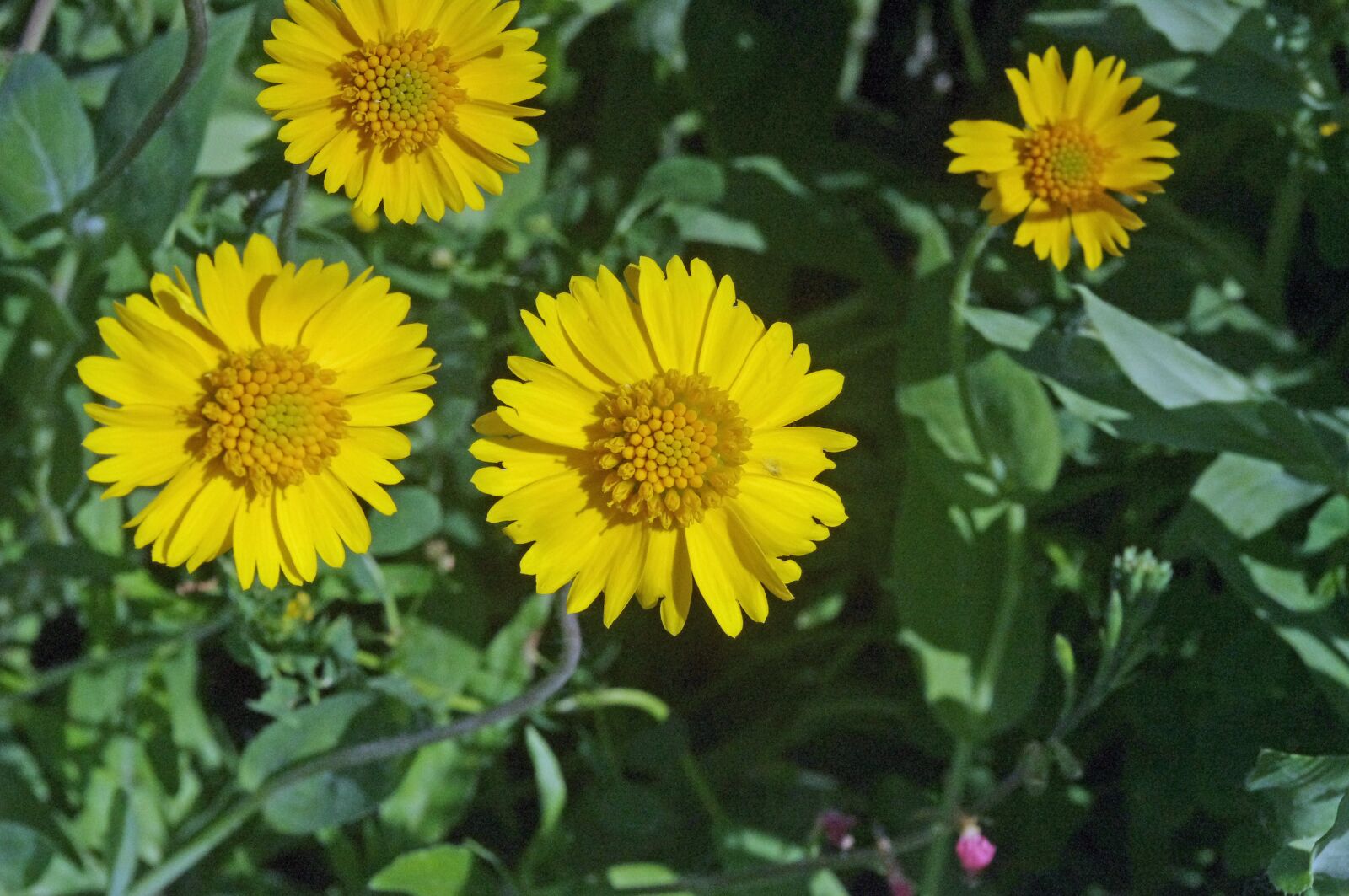 Pentax K-x sample photo. Wildflowers, texas, spring photography