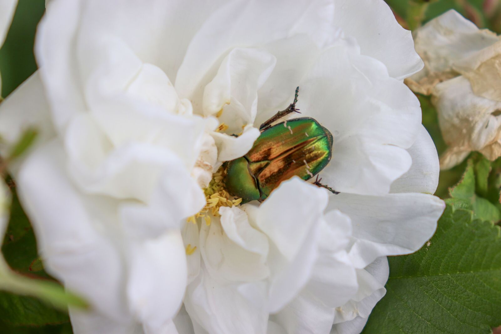 Canon EF-S 18-55mm F4-5.6 IS STM sample photo. Beetle, rose, white photography