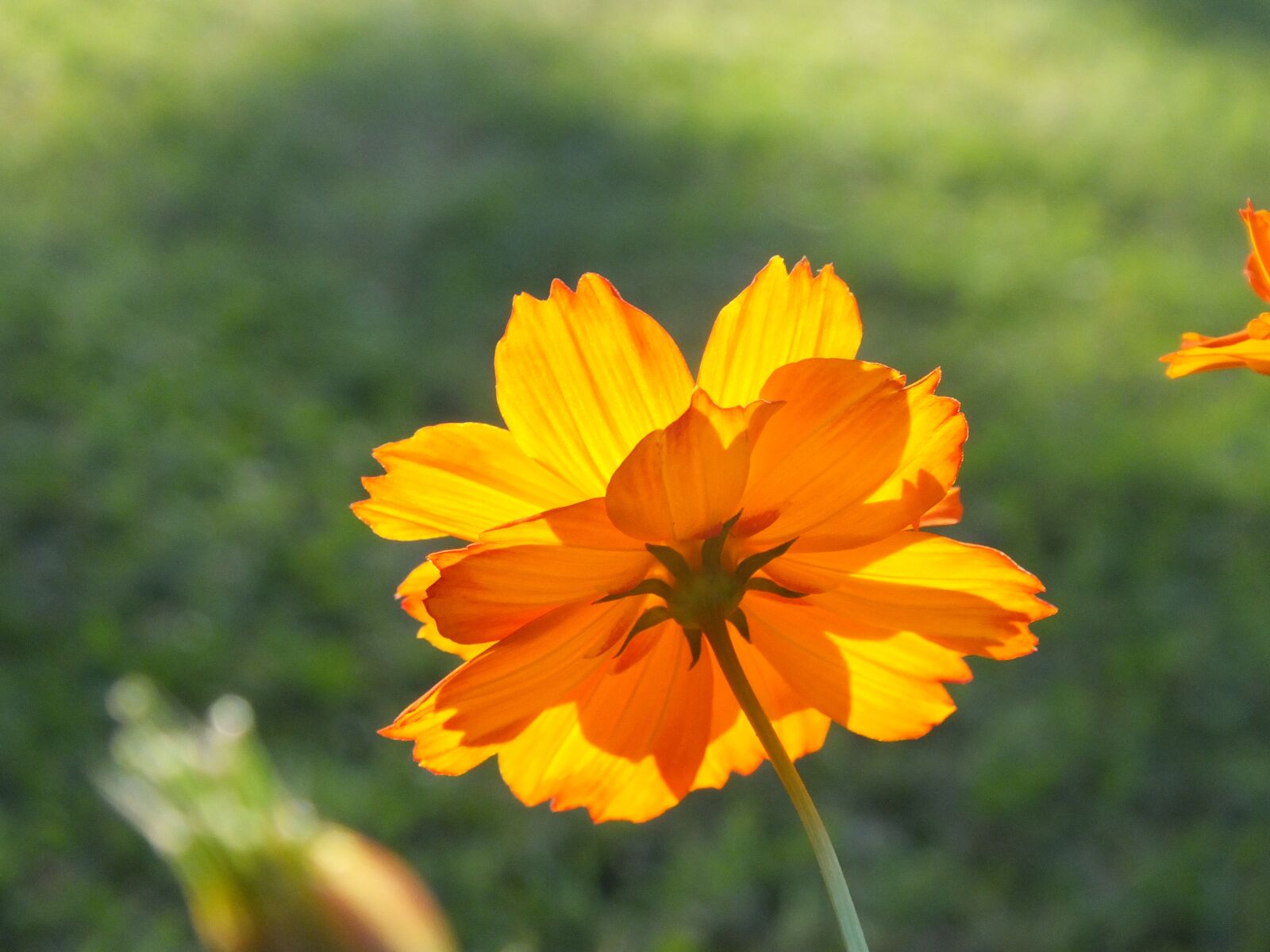 Fujifilm FinePix HS30EXR sample photo. Flower, sunlight, floral photography