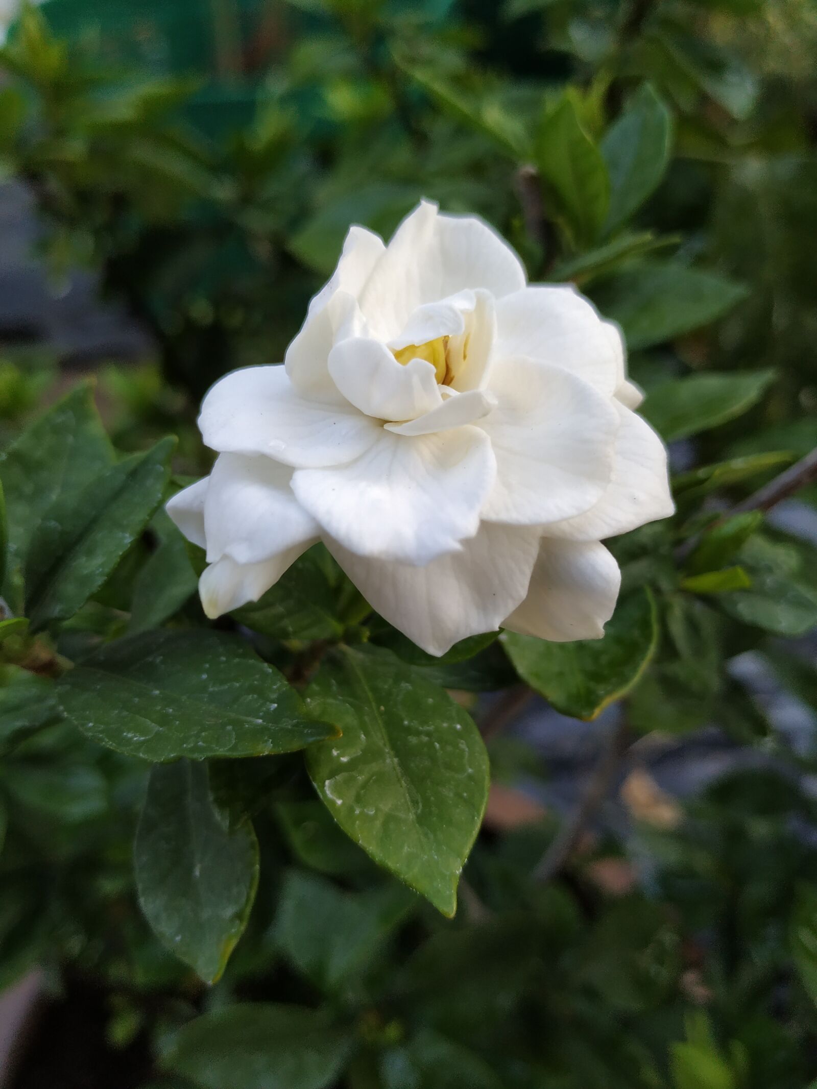 Xiaomi Mi A2 sample photo. Cape jasmine, bloom, flower photography