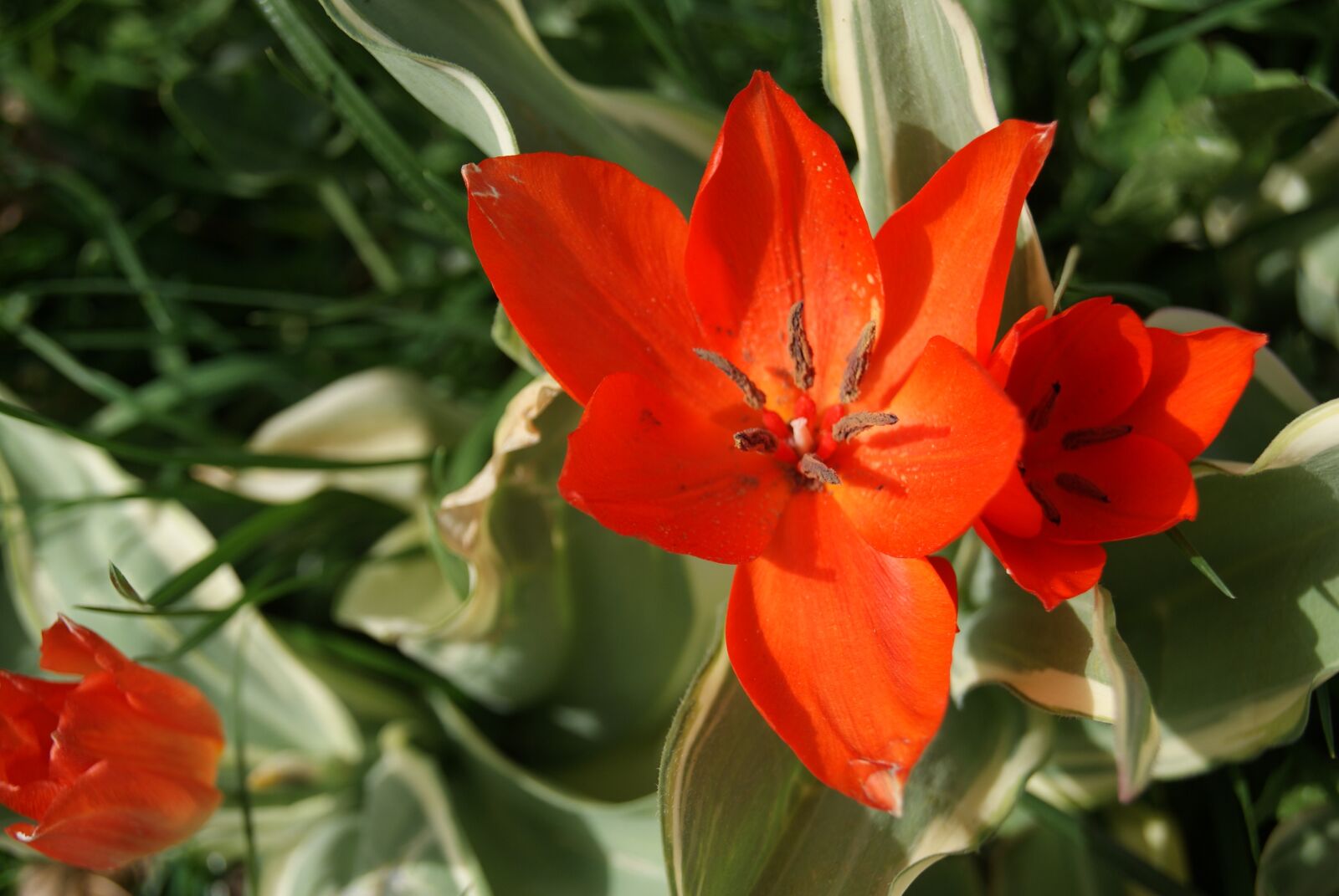 Sony Alpha DSLR-A230 sample photo. Tulip, flowers, nature photography