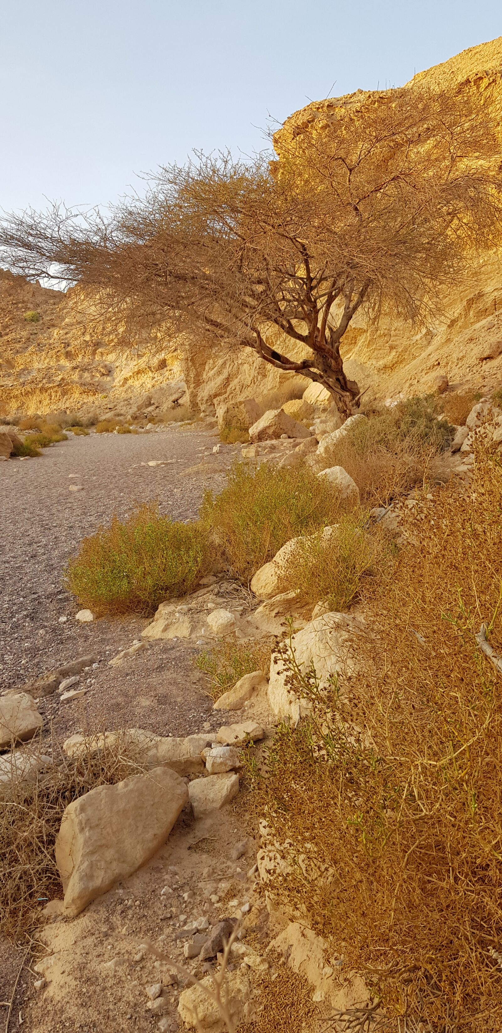 Samsung Galaxy S8 sample photo. Israel, desert, heat photography