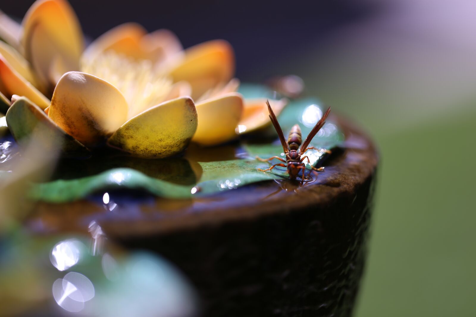 Canon EF 100mm F2.8L Macro IS USM sample photo. Insect, source, abstract photography