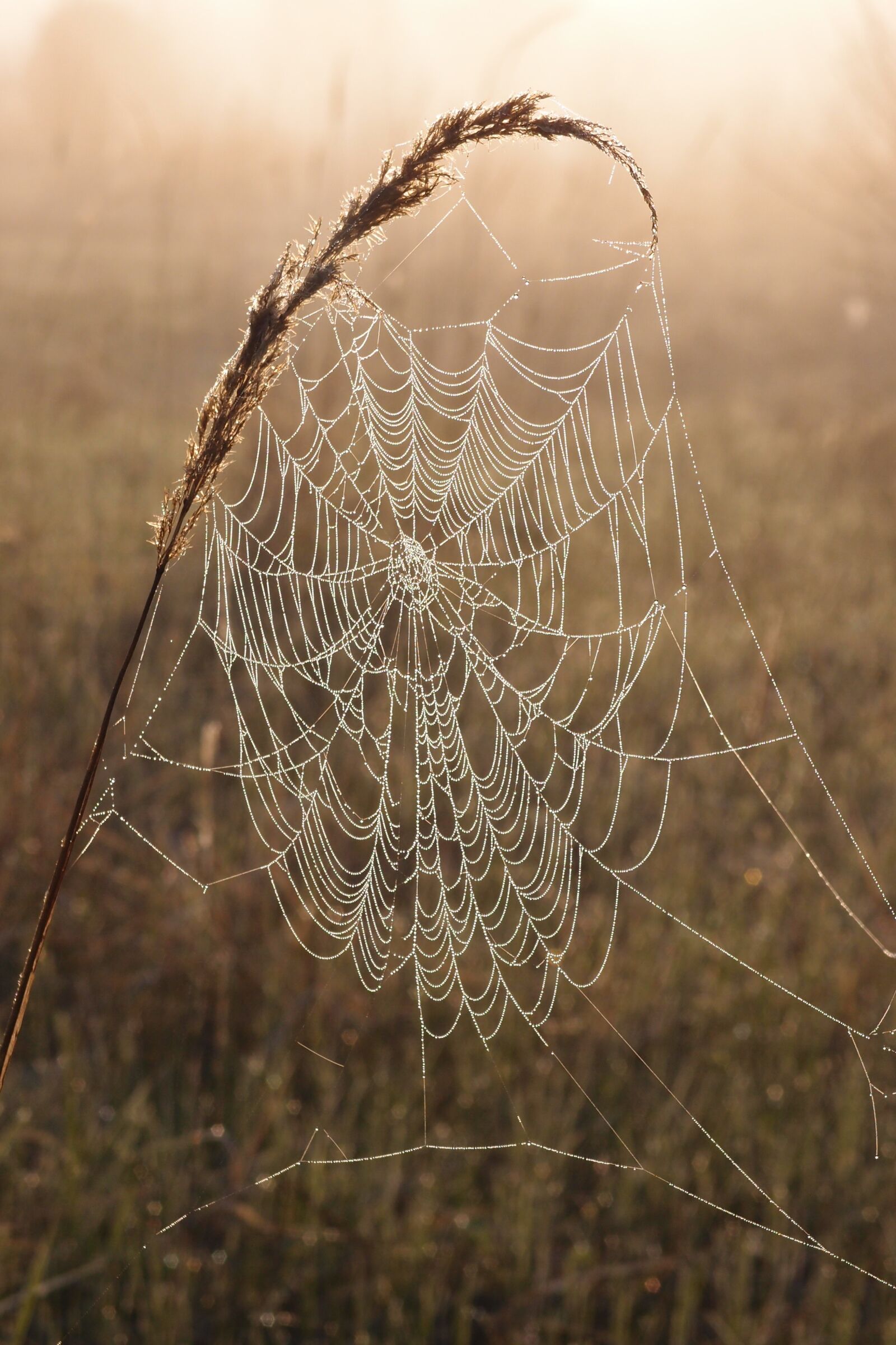 Olympus XZ-1 sample photo. Spider web, rosa, morning photography