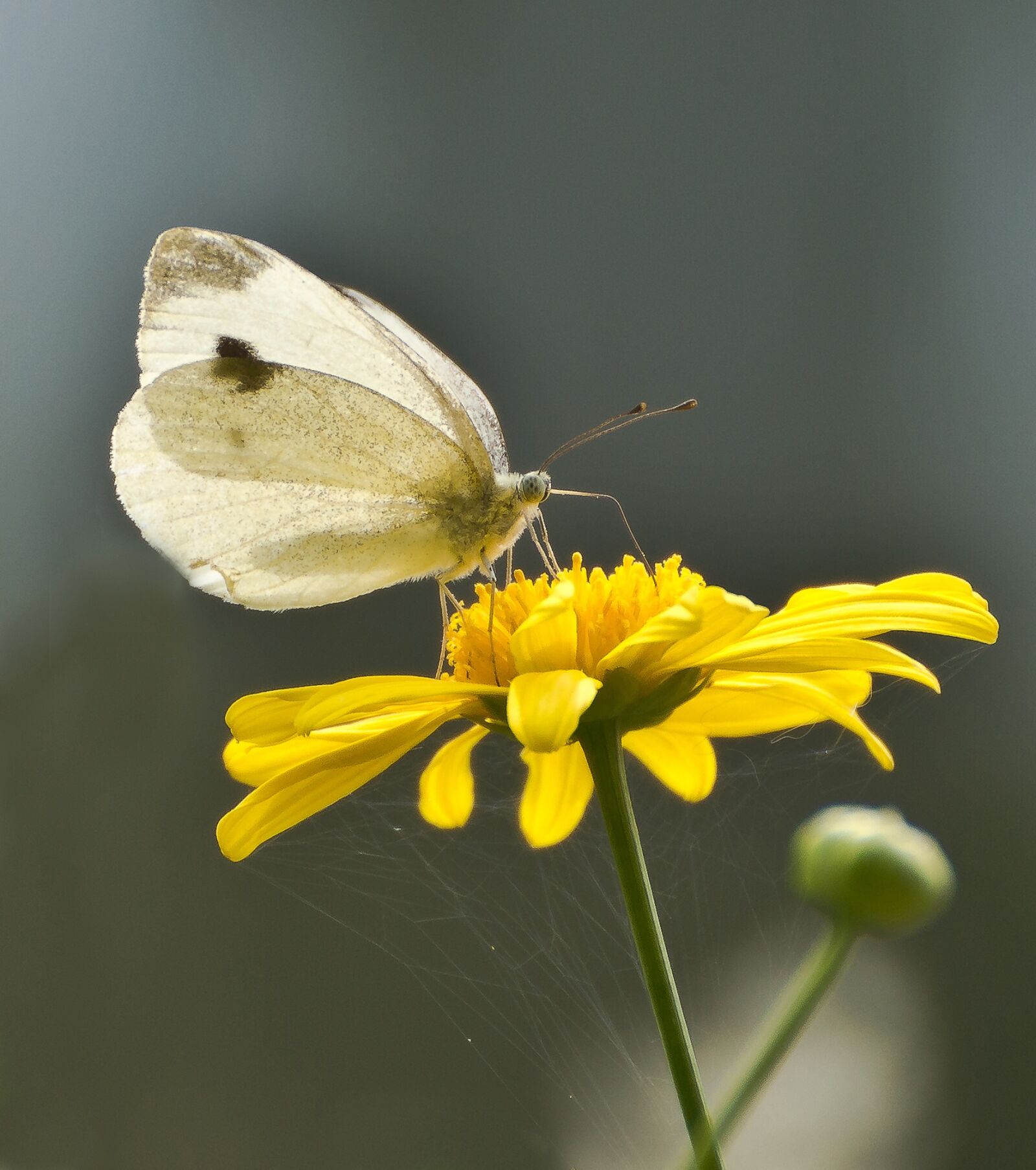 Sony SLT-A77 sample photo. White, white ling, butterflies photography