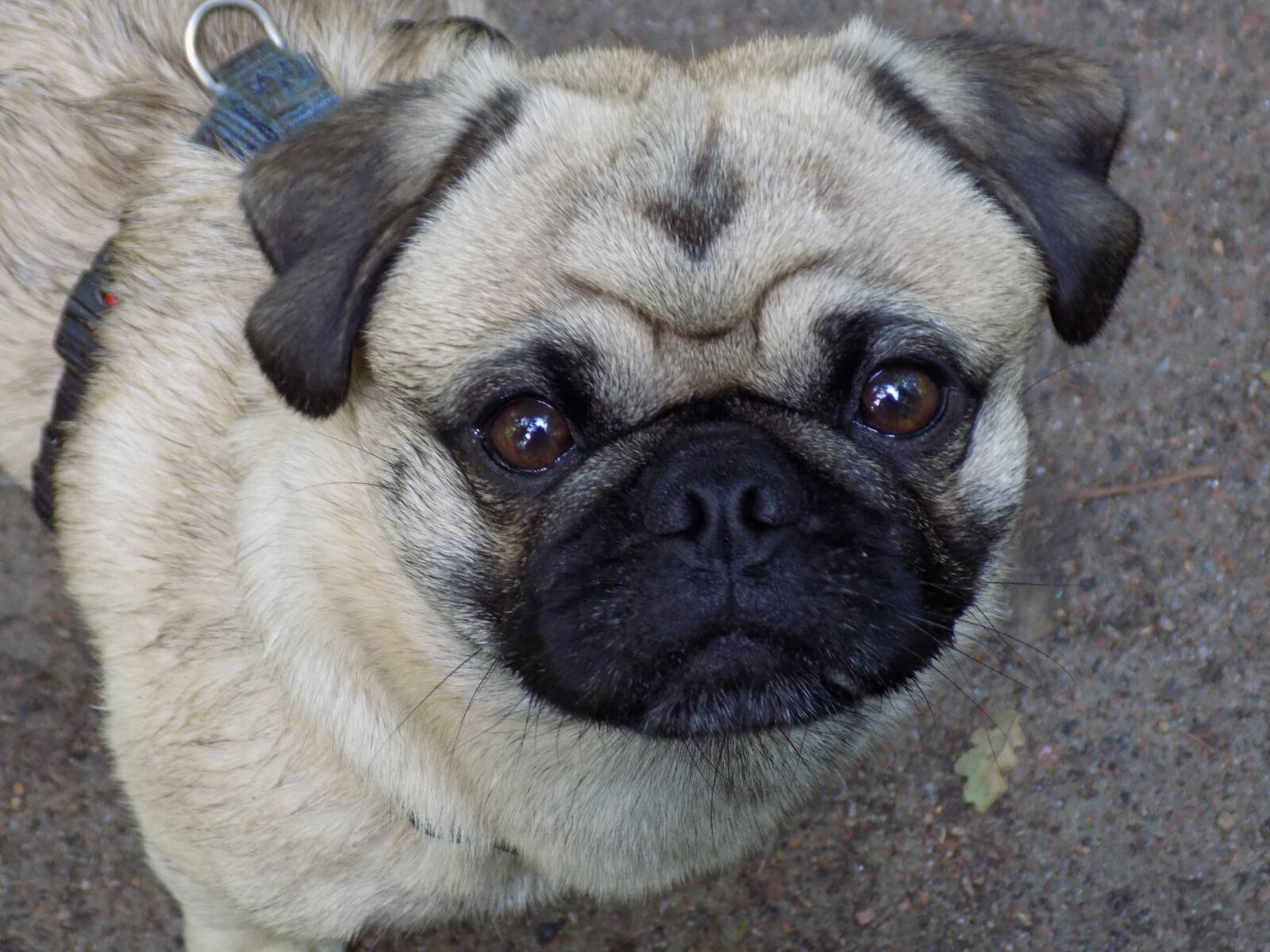 Nikon COOLPIX L340 sample photo. Pug, purebred dog, beige photography