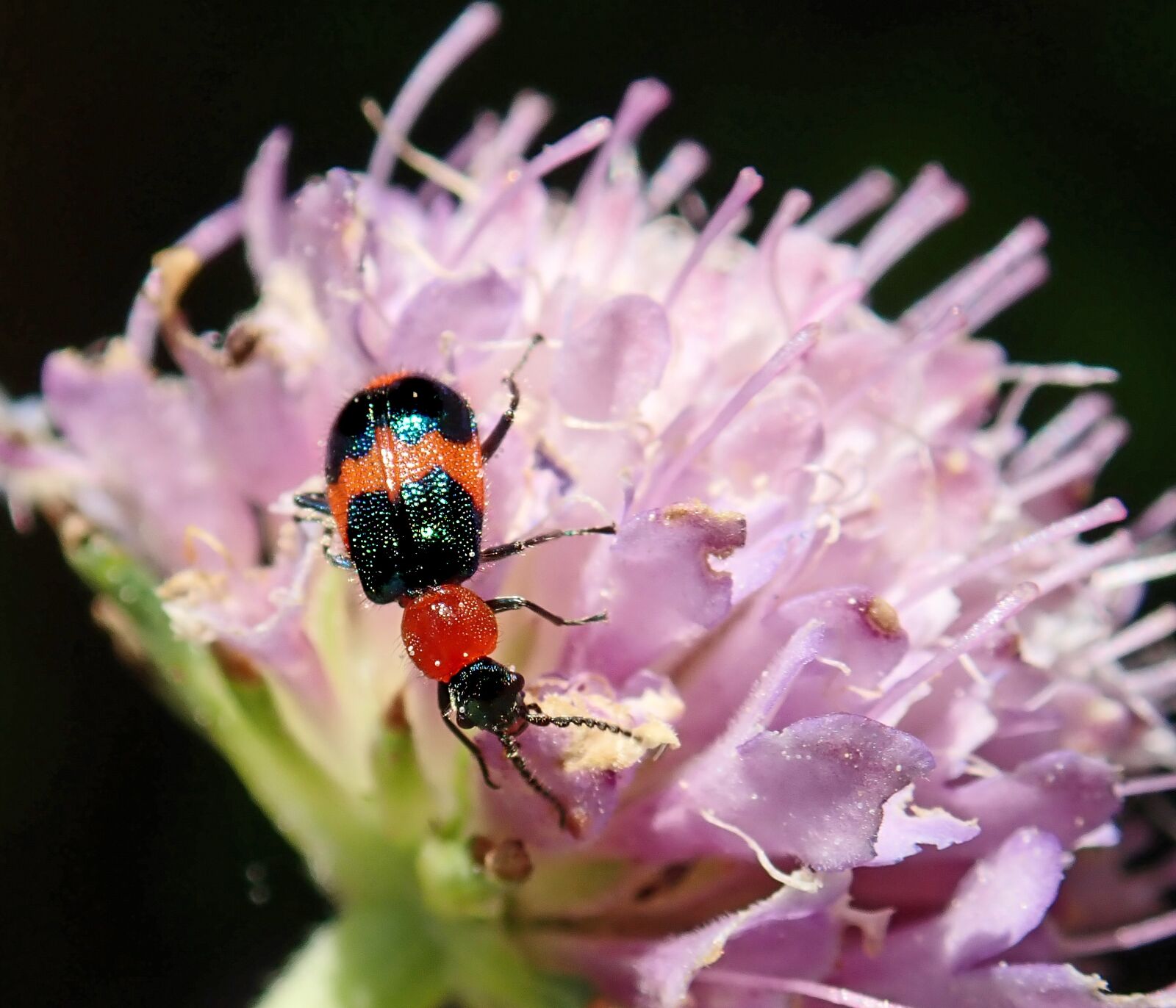 Olympus TG-5 sample photo. Insect, beetle, bug photography