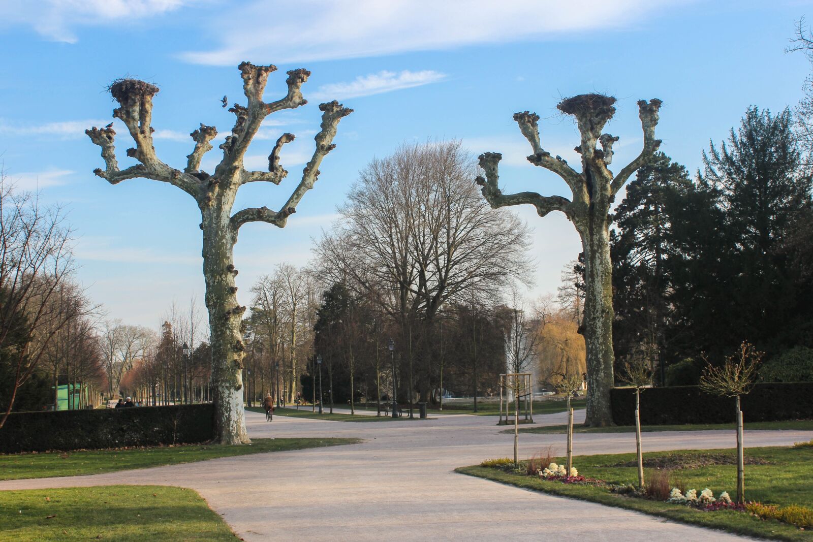 Canon EOS 600D (Rebel EOS T3i / EOS Kiss X5) sample photo. Tree, outdoor, no person photography