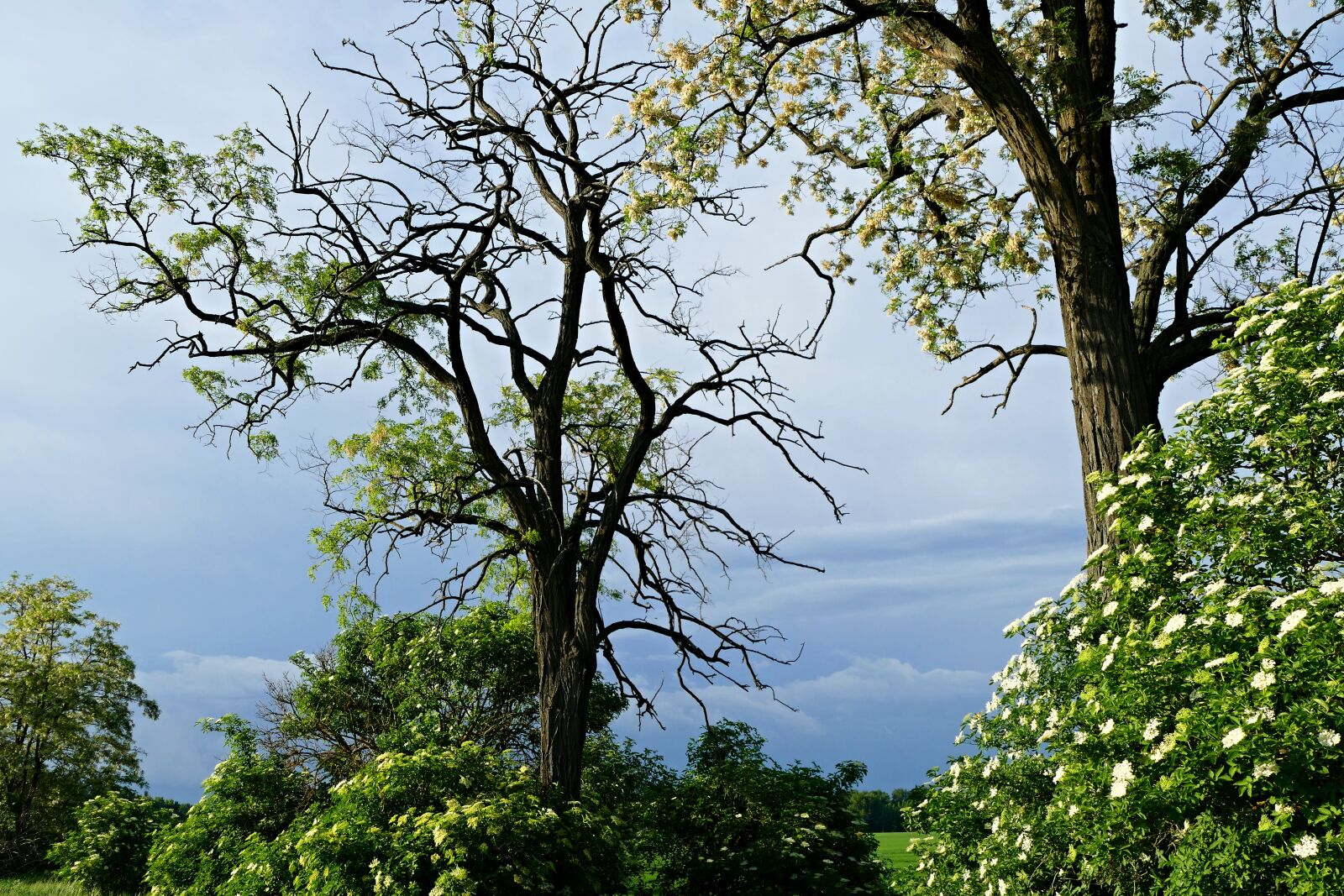 Panasonic Lumix DMC-FZ1000 sample photo. Tree, field, country photography