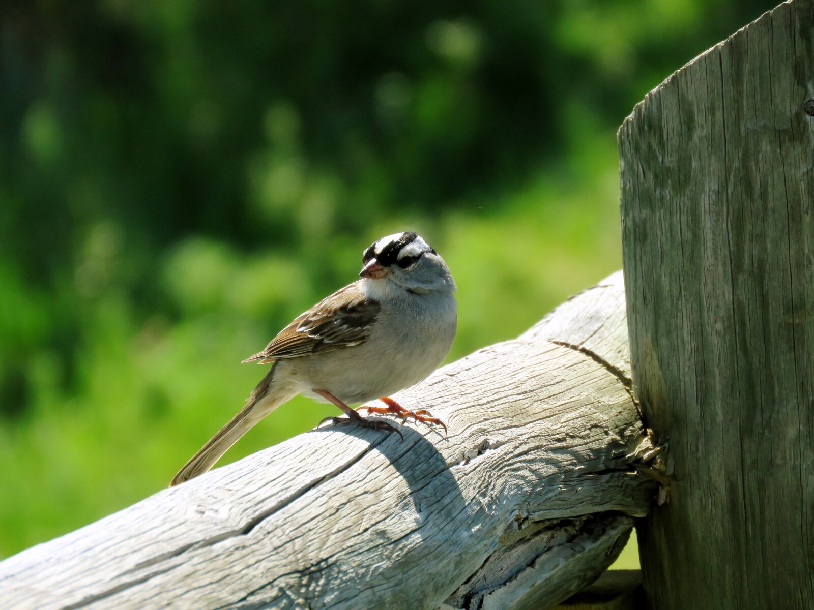 Canon PowerShot SX60 HS sample photo. Sparrow, bird, nature photography