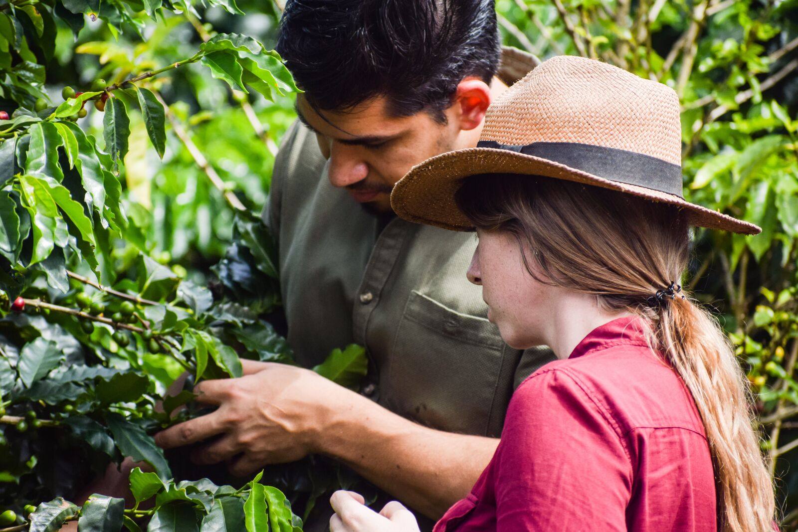 Nikon D5300 sample photo. Coffee, farm, plant photography