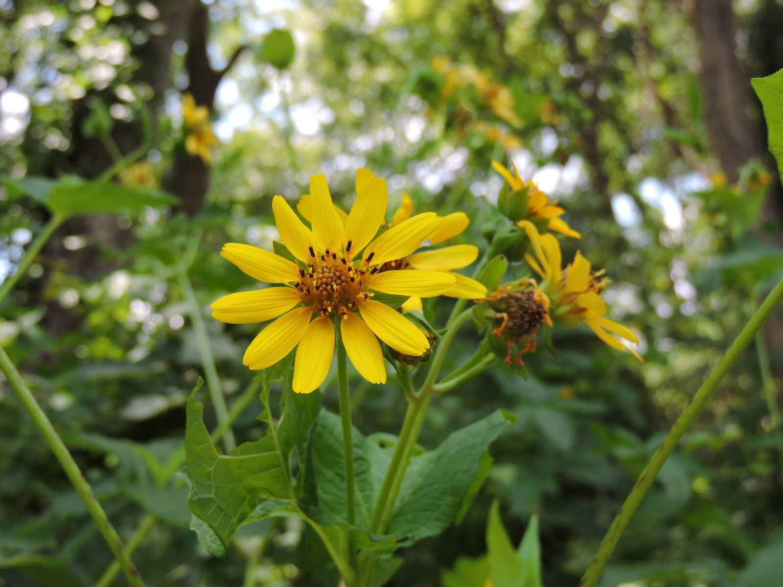 Nikon Coolpix P530 sample photo. Pretty, yellow, daisy photography