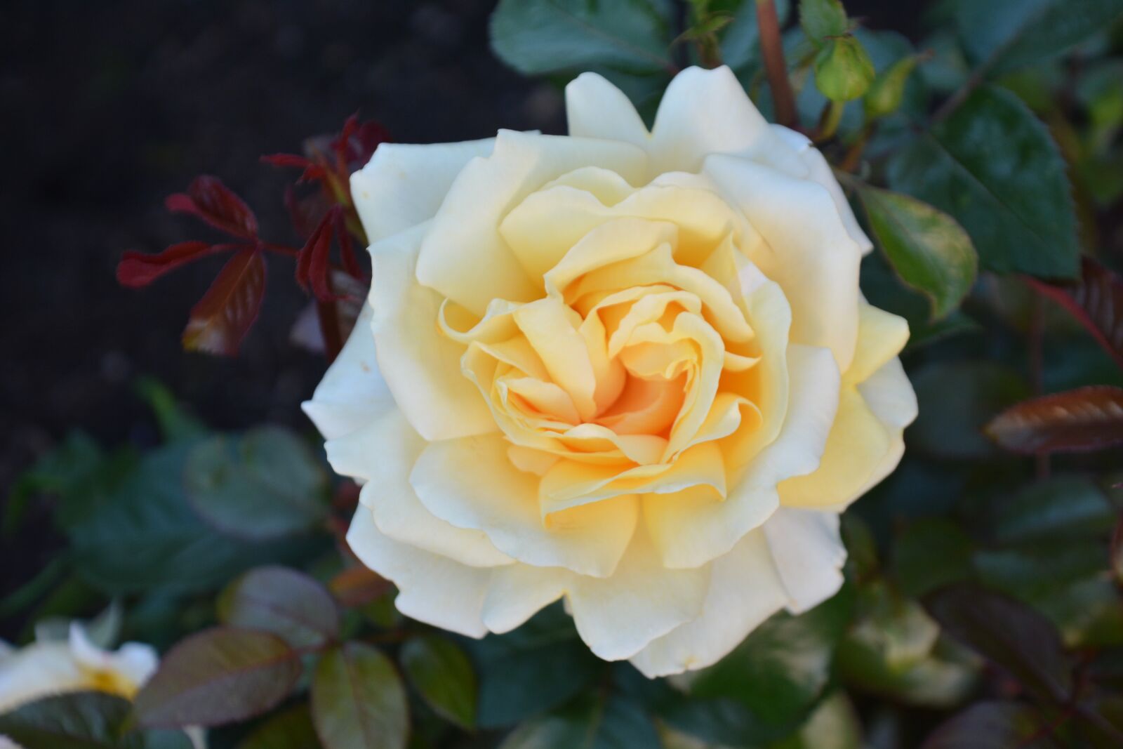 Nikon D7100 sample photo. Nature, flower, rose photography