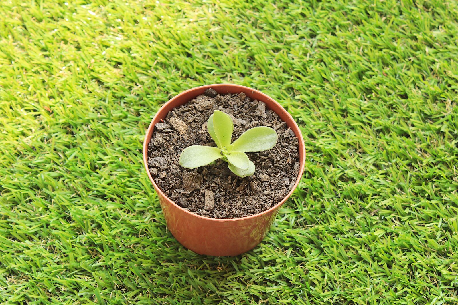 Canon EOS 1200D (EOS Rebel T5 / EOS Kiss X70 / EOS Hi) sample photo. Plant, vase, garden photography