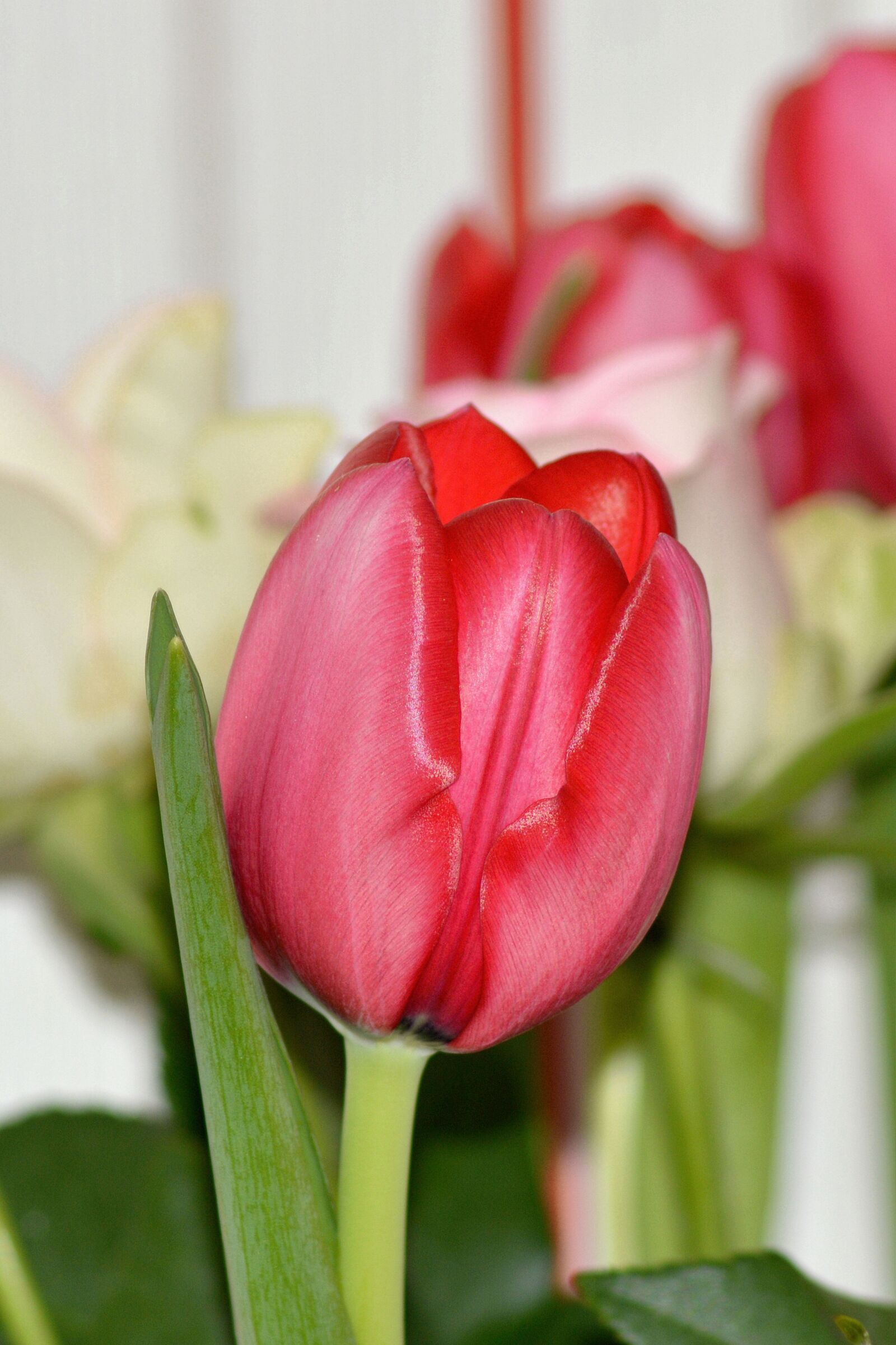 Nikon D3200 sample photo. Flower, nature, tulip photography