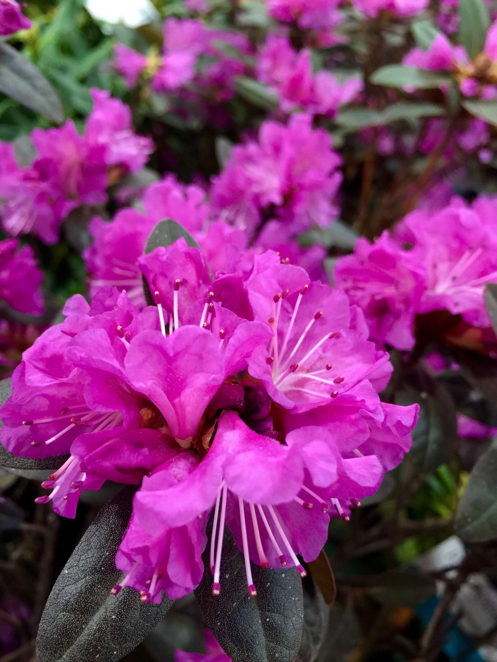 iPhone 6 Plus back camera 4.15mm f/2.2 sample photo. Azalea, flora, flowers, nature photography