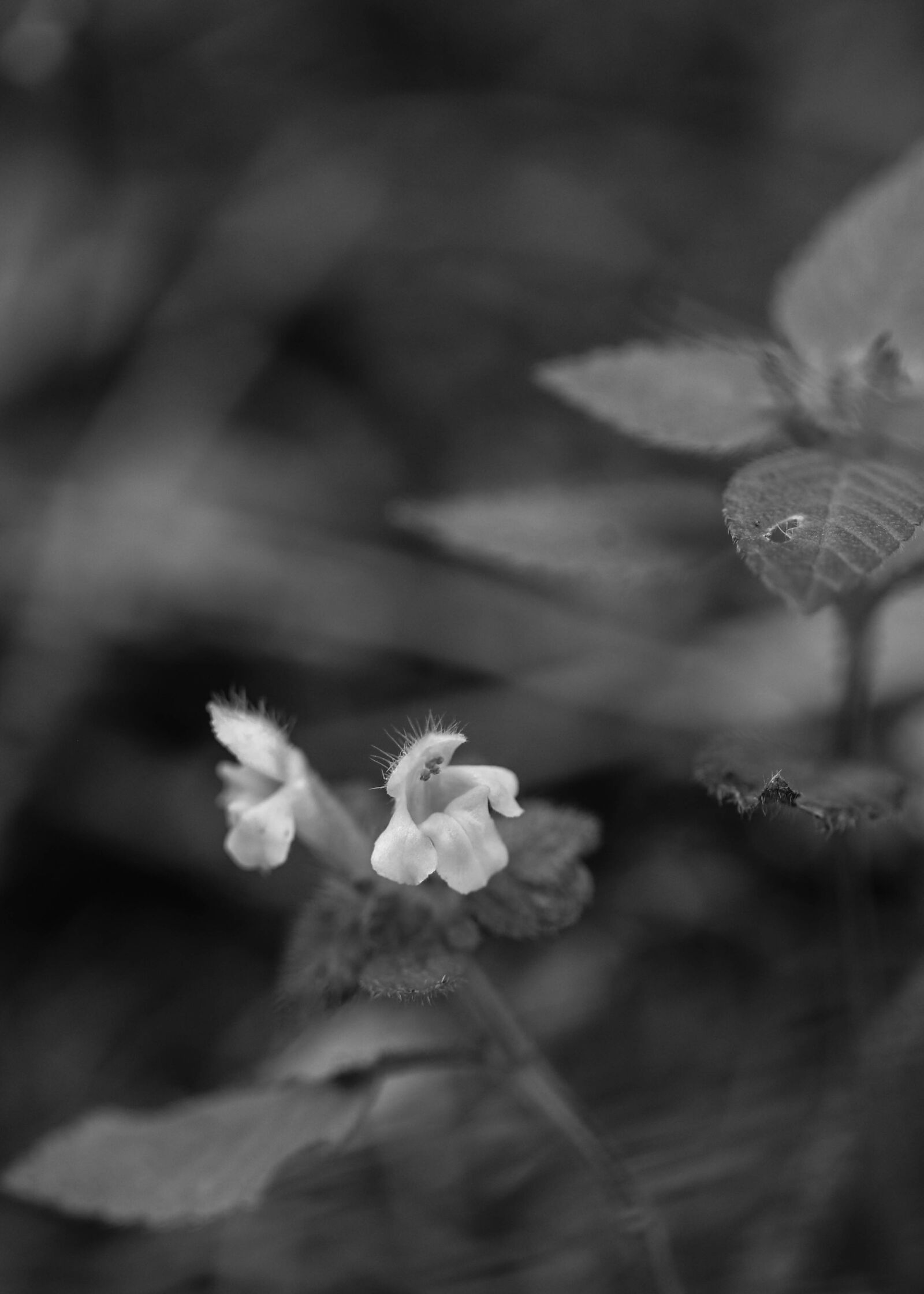 Canon EOS 7D Mark II sample photo. Wild flower, summer flower photography
