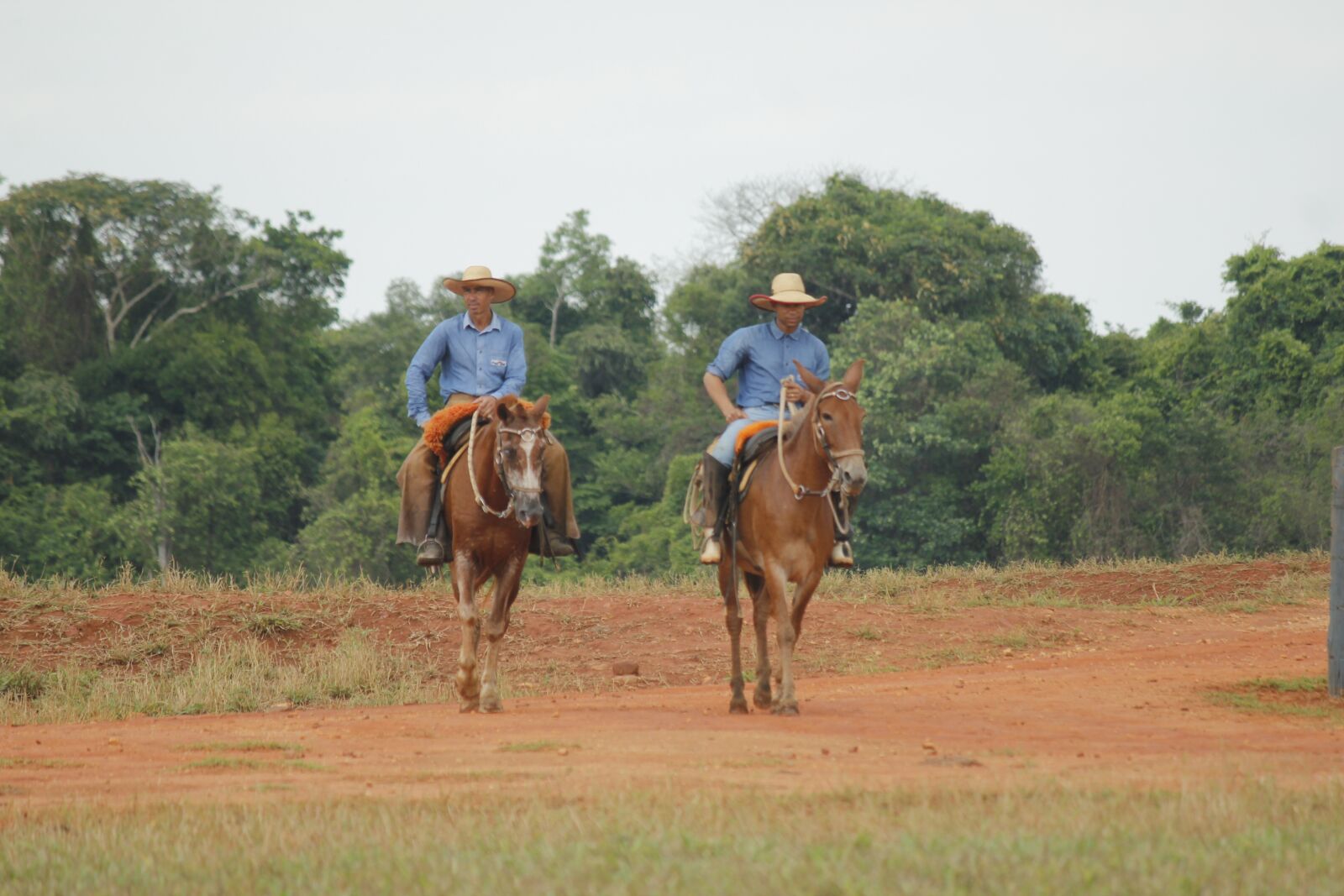 Canon EOS 550D (EOS Rebel T2i / EOS Kiss X4) sample photo. Jeans, livestock, work of photography