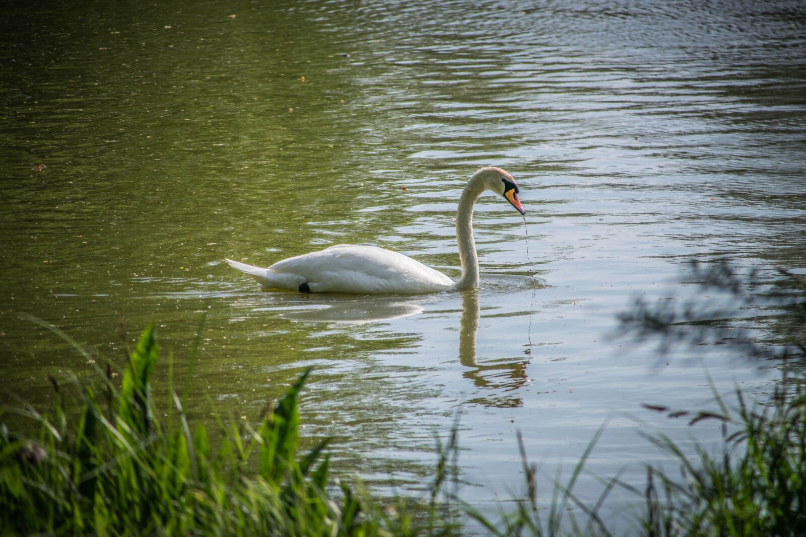 Nikon D5300 sample photo. Swan, lake, water photography