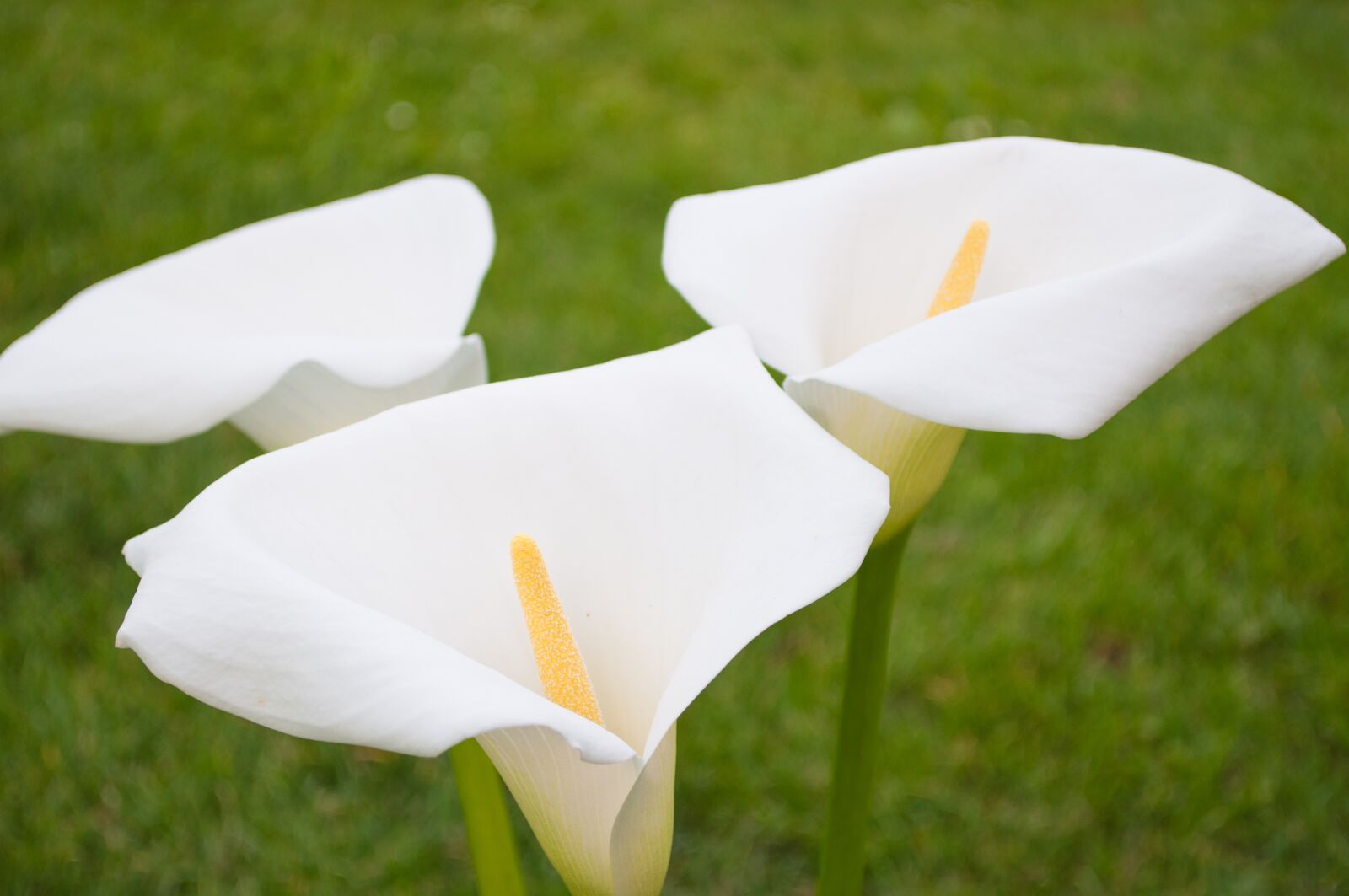 Nikon D5000 sample photo. Bent, calla lily, close-up photography