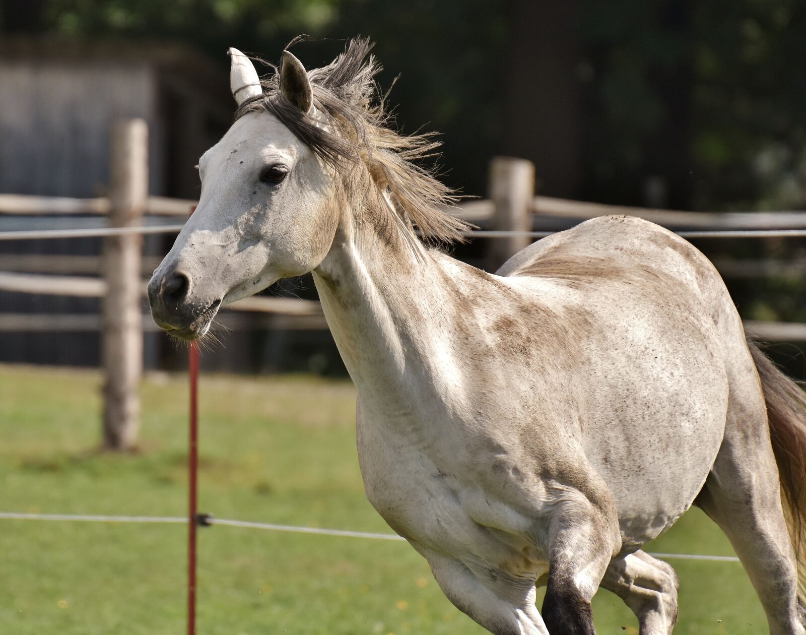 Nikon D7200 sample photo. Mold, horse, love for photography