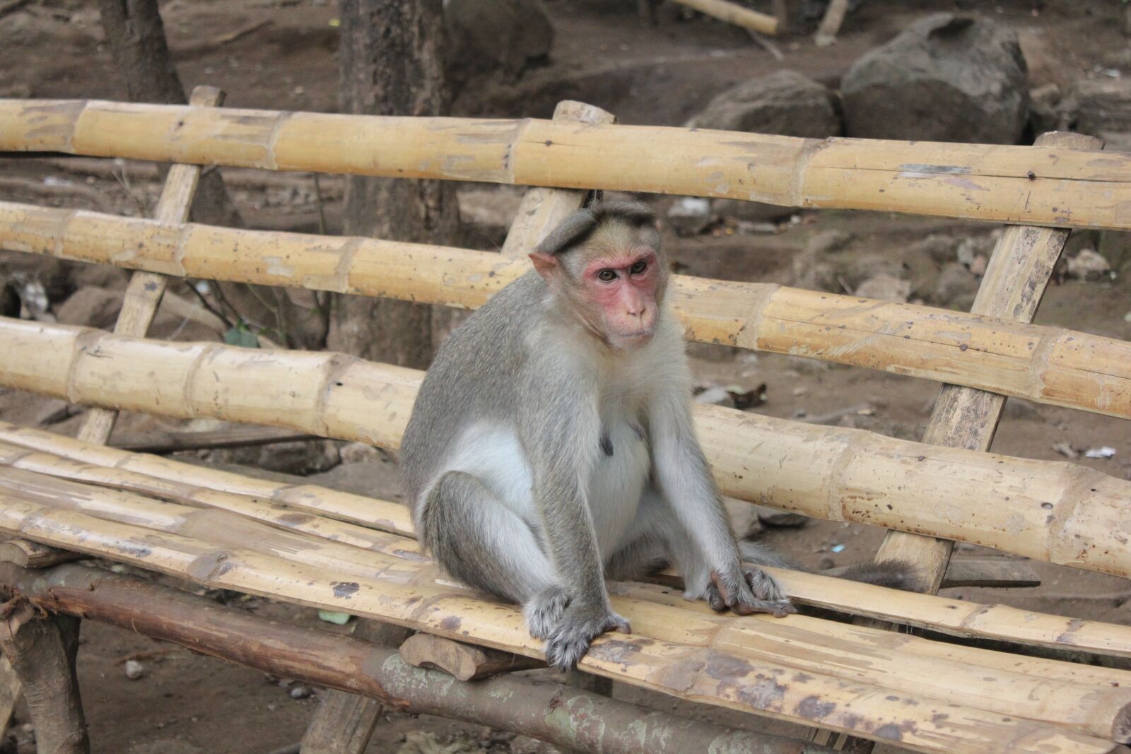 Canon EOS 550D (EOS Rebel T2i / EOS Kiss X4) sample photo. Monkey, nature, mammal photography