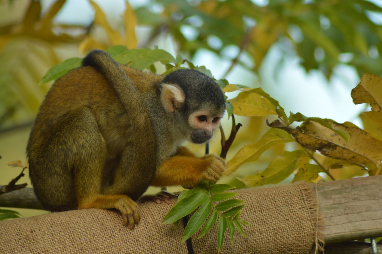 Nikon D3200 sample photo. Animal, monkey, mammals photography