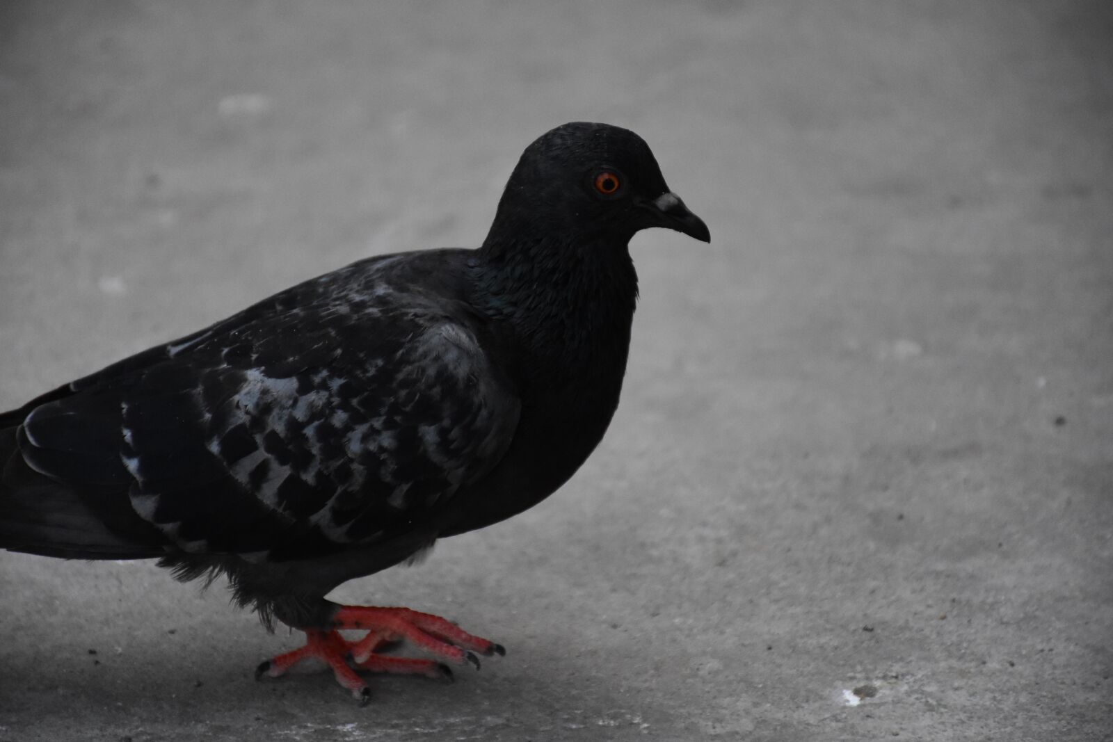 Nikon D7200 sample photo. Birds, dove, pigeon photography