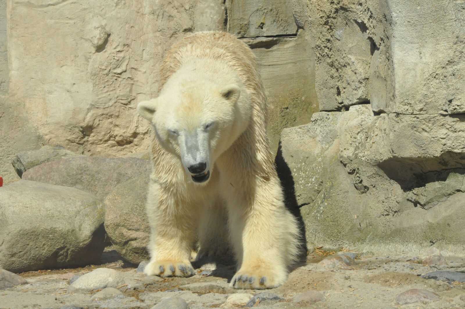 Nikon D90 sample photo. Polar bear, zoo, bear photography