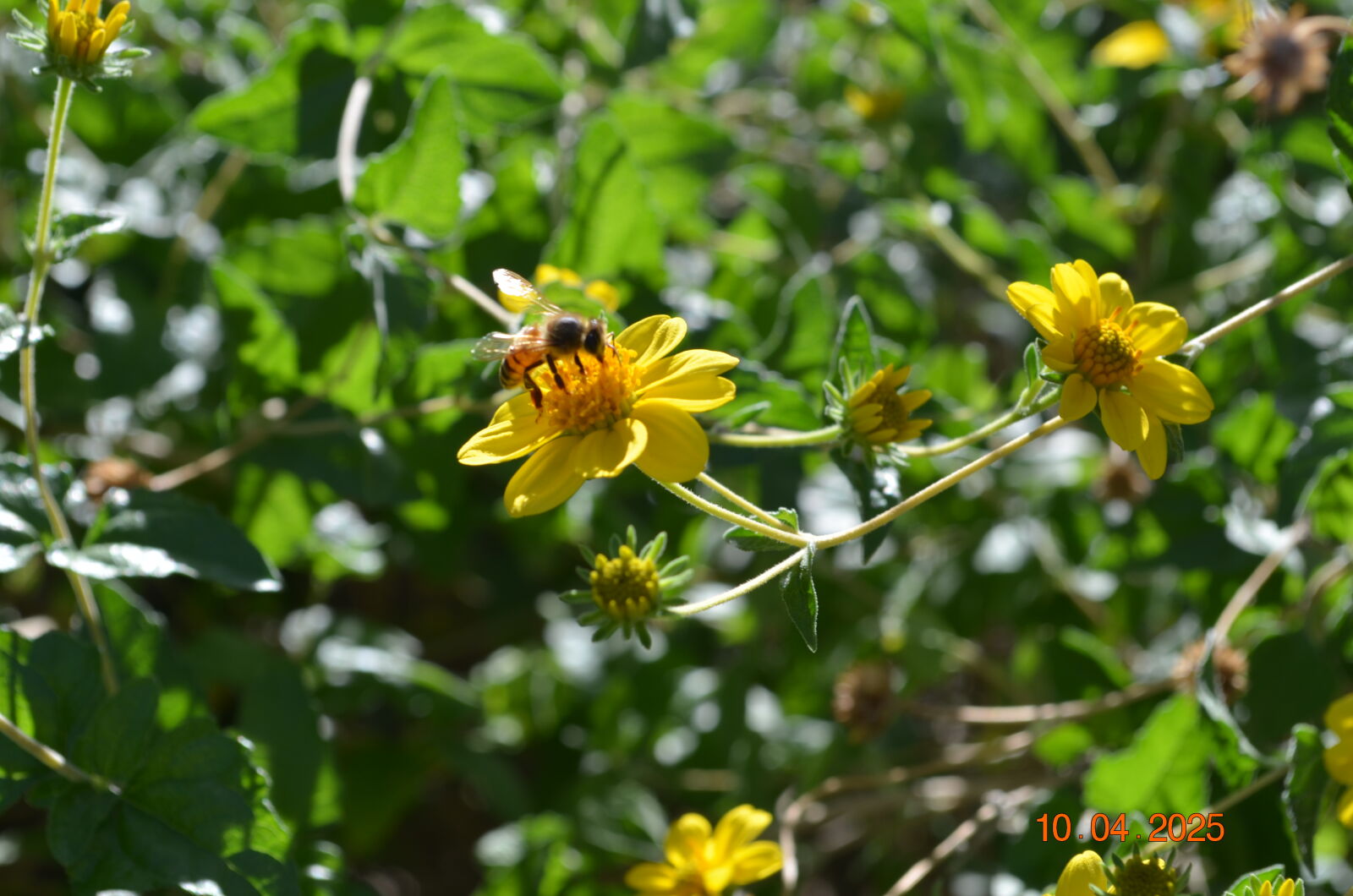 Nikon D5100 sample photo
