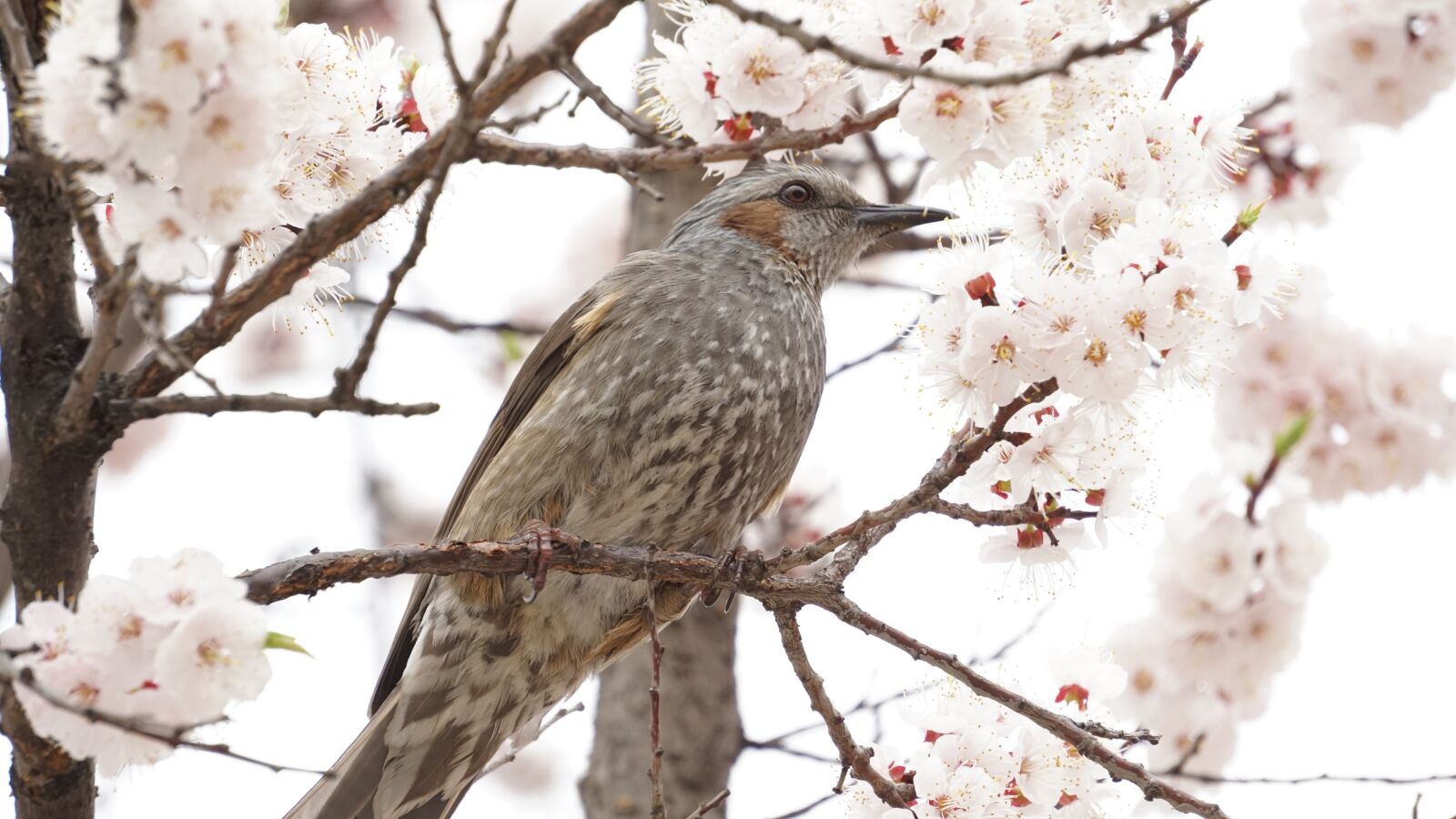 Sony E 55-210mm F4.5-6.3 OSS sample photo. Nature, wood, season photography