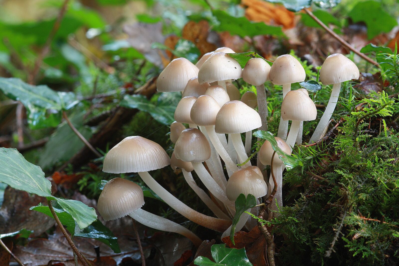 Canon EOS 450D (EOS Rebel XSi / EOS Kiss X2) sample photo. Fall, mushrooms, whites photography