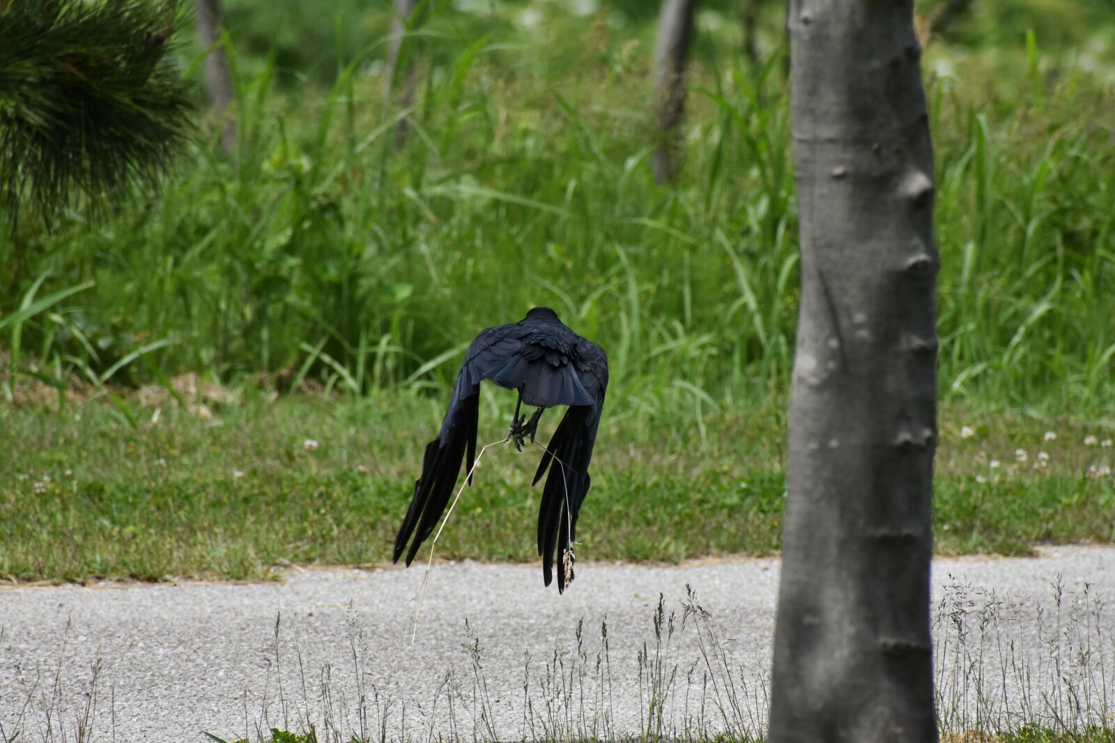 Nikon D7200 sample photo. Animal, park, grass photography