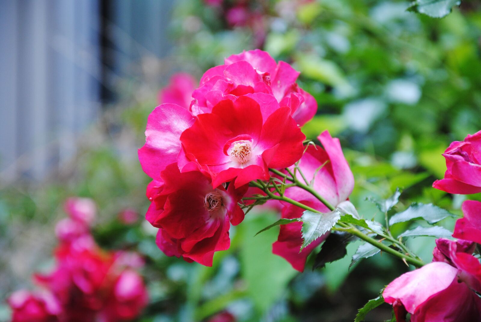 Nikon D3000 sample photo. Love, leaf, romantic photography