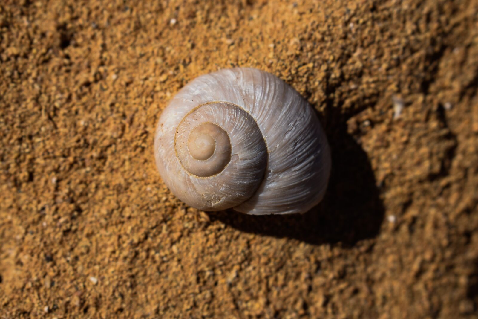 Nikon D3300 sample photo. Fossil, shell, shellfish photography