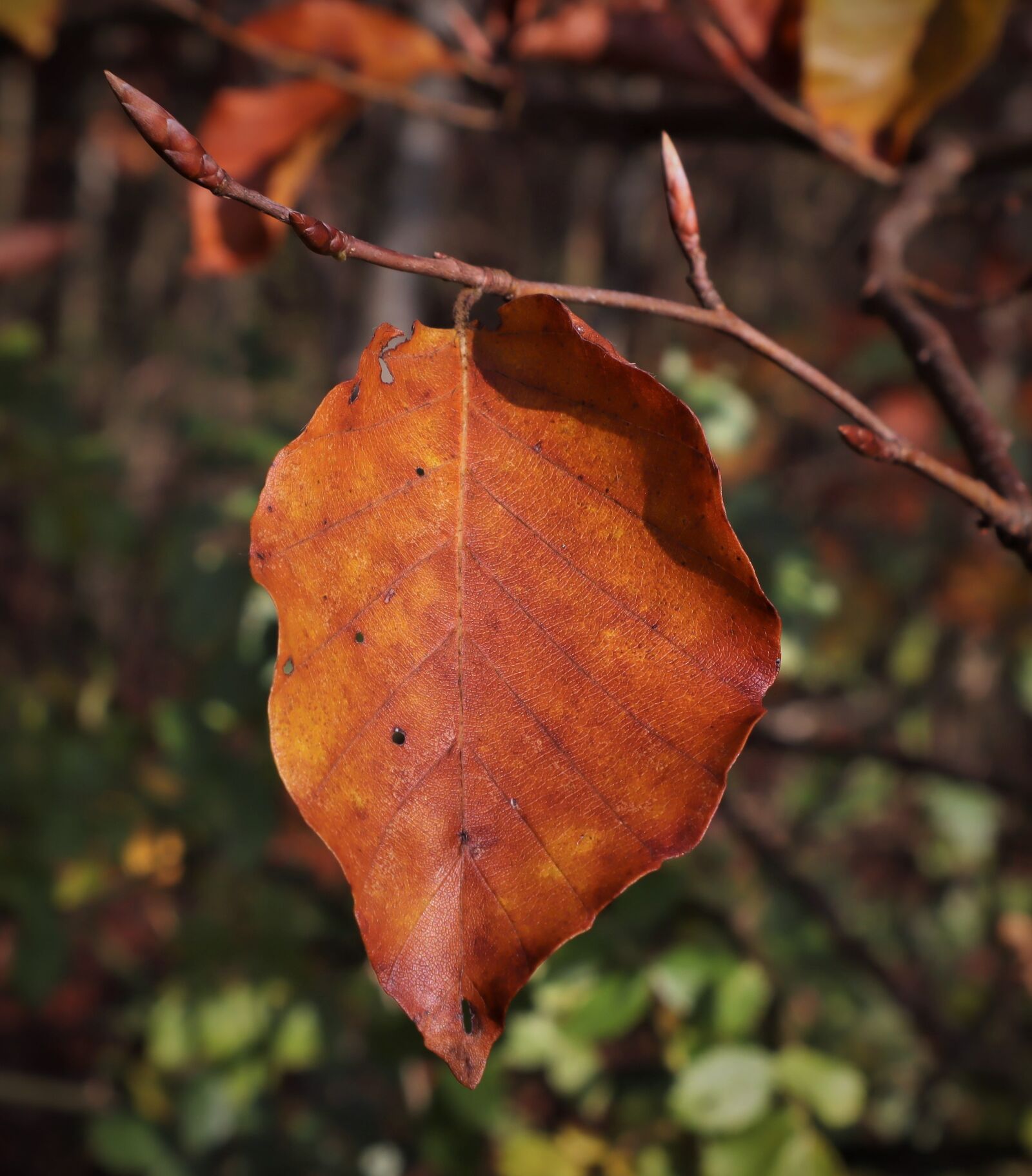Canon EF-M 15-45mm F3.5-6.3 IS STM sample photo. Leaf, beech, wither photography