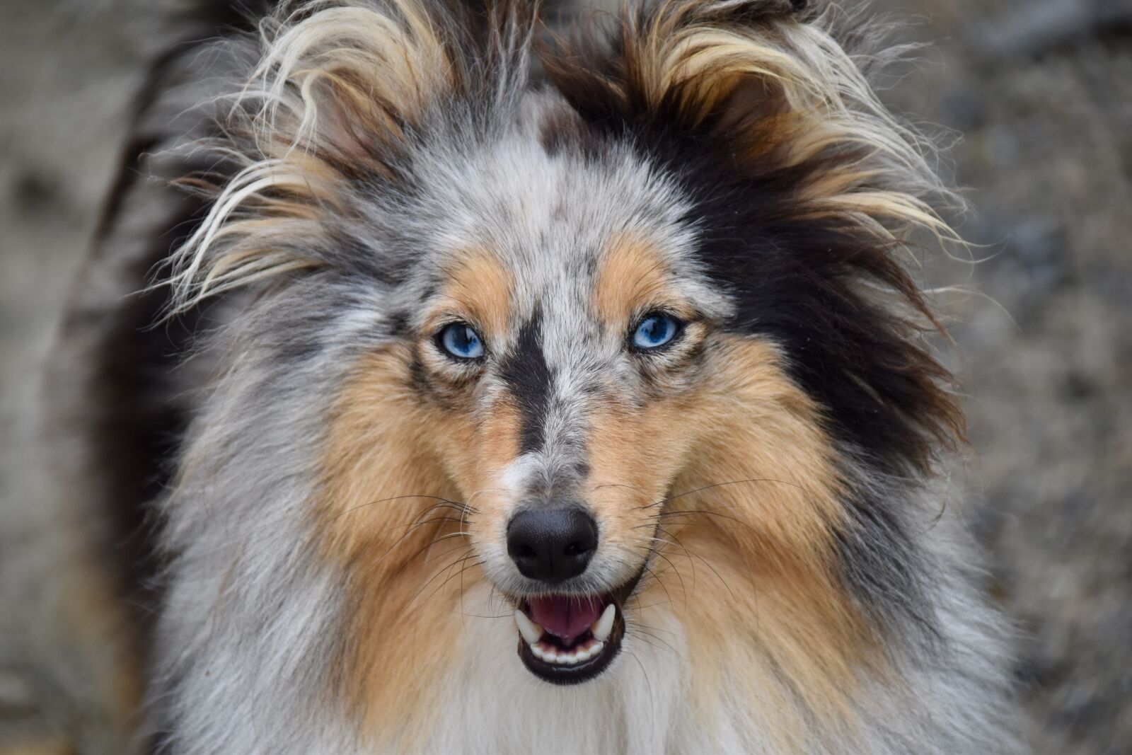 Nikon D5600 sample photo. Dog, shetland sheepdog, pup photography