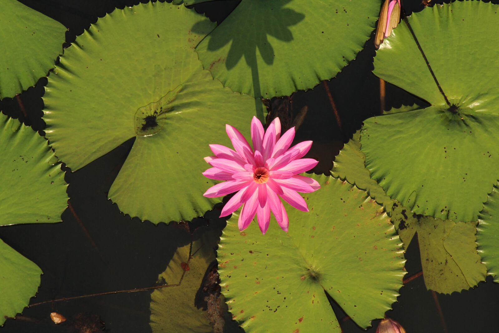 Canon EOS 1300D (EOS Rebel T6 / EOS Kiss X80) sample photo. Water lily, lotus, flower photography