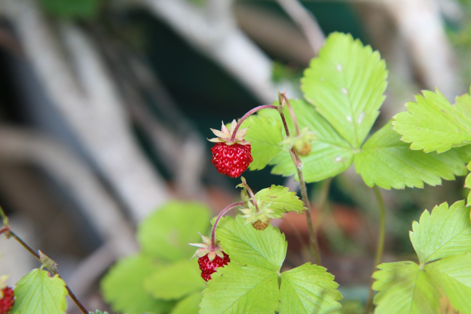 Canon EOS 600D (Rebel EOS T3i / EOS Kiss X5) + Sigma 12-24mm f/4.5-5.6 EX DG ASPHERICAL HSM + 1.4x sample photo. Wild strawberry, wild, red photography