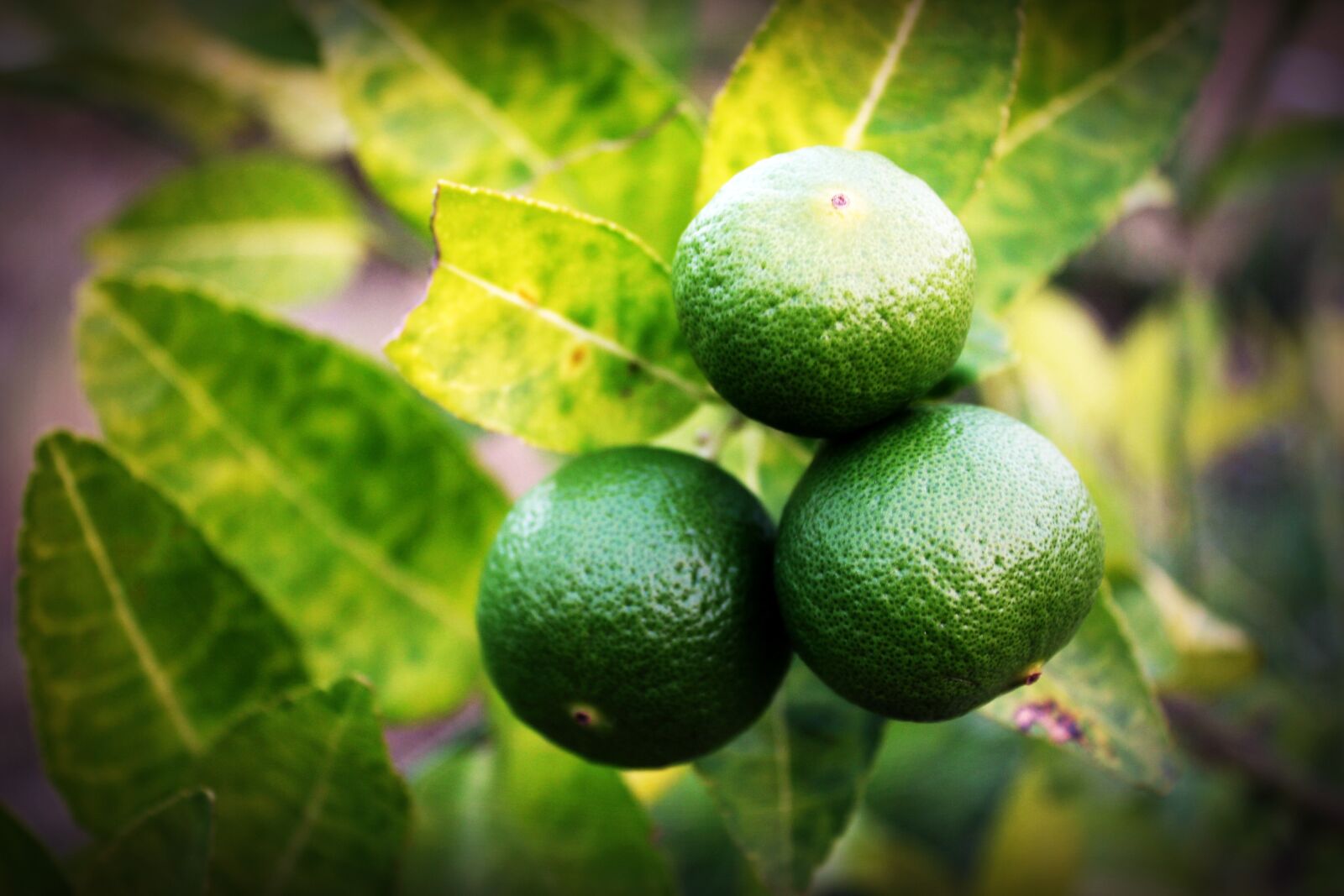 Canon EOS 650D (EOS Rebel T4i / EOS Kiss X6i) sample photo. Lime, lemon, slice photography