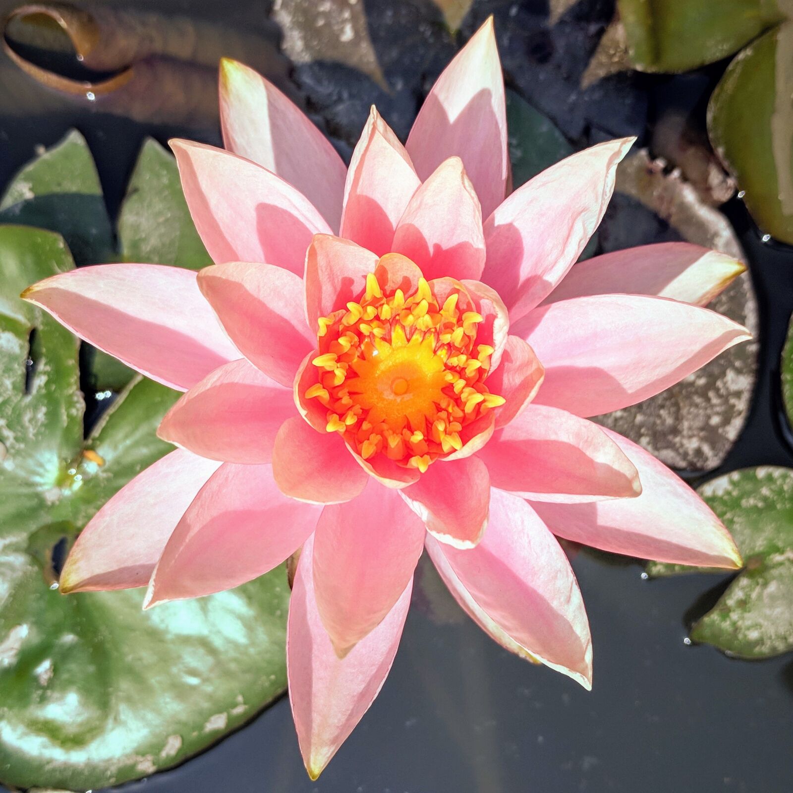 Google Pixel sample photo. Lotus, pool, aquatic photography