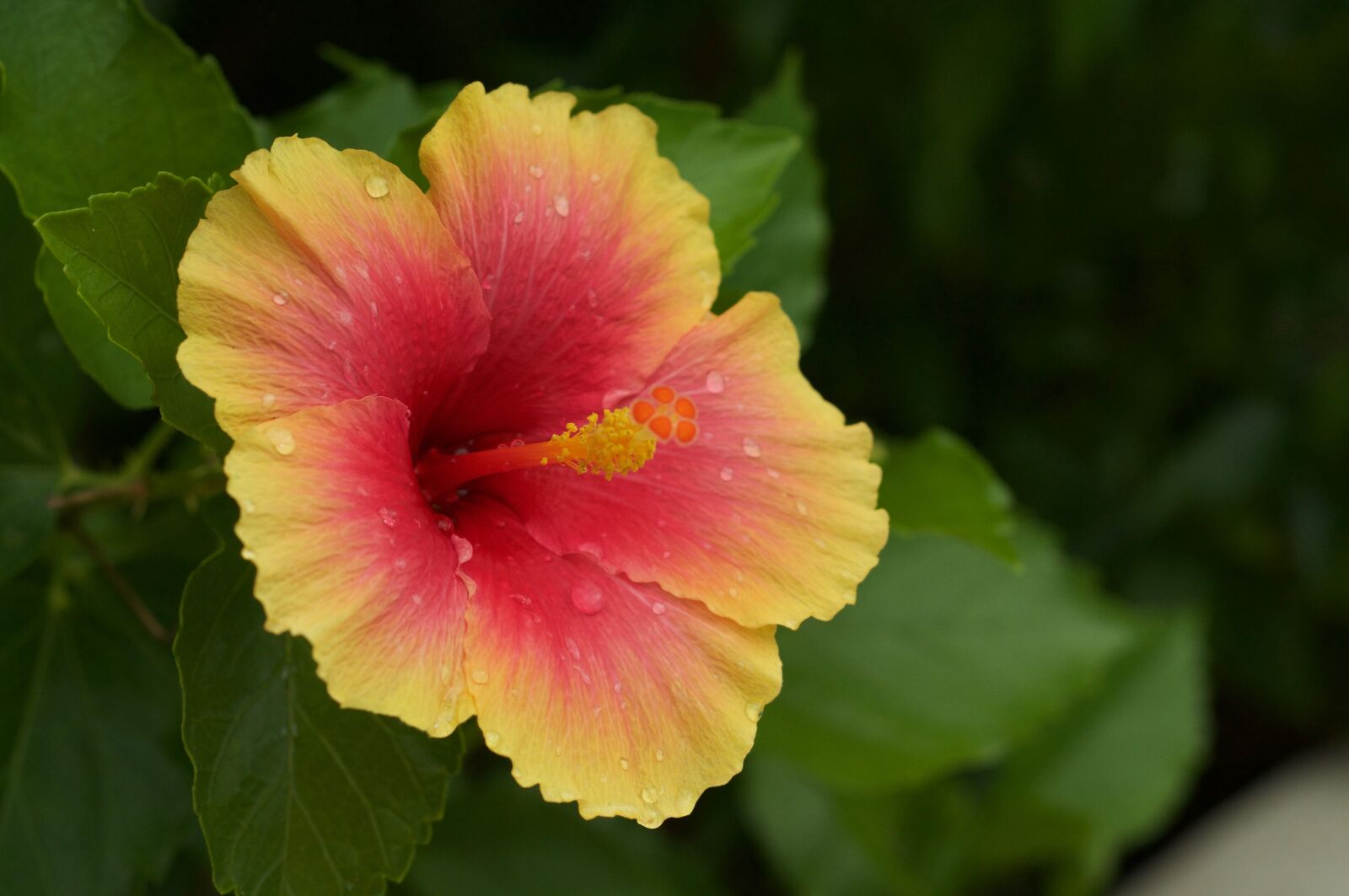 Nikon D90 sample photo. Flowers, garden, hibiscus, red photography
