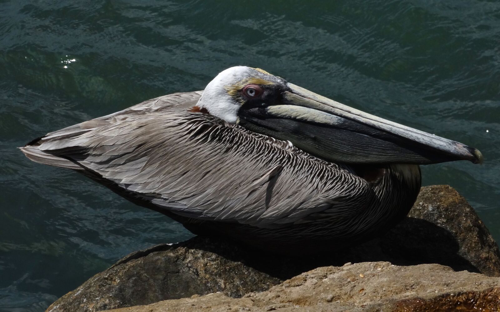 Sony Cyber-shot DSC-HX300 sample photo. Brown pelican, ocean, nature photography
